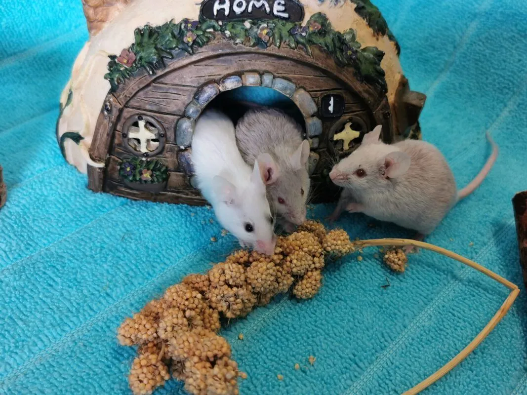 Three pet mice eating millet in front of a decorative ceramic house labeled 