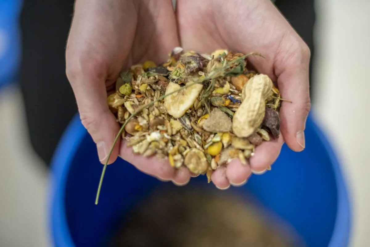 A pair of hands holding a mix of mouse food, including seeds, grains, dried vegetables, nuts, and herbs, with a blue container in the background.