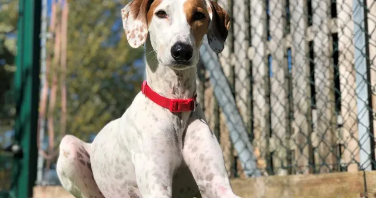 White dog sitting in front of a fence