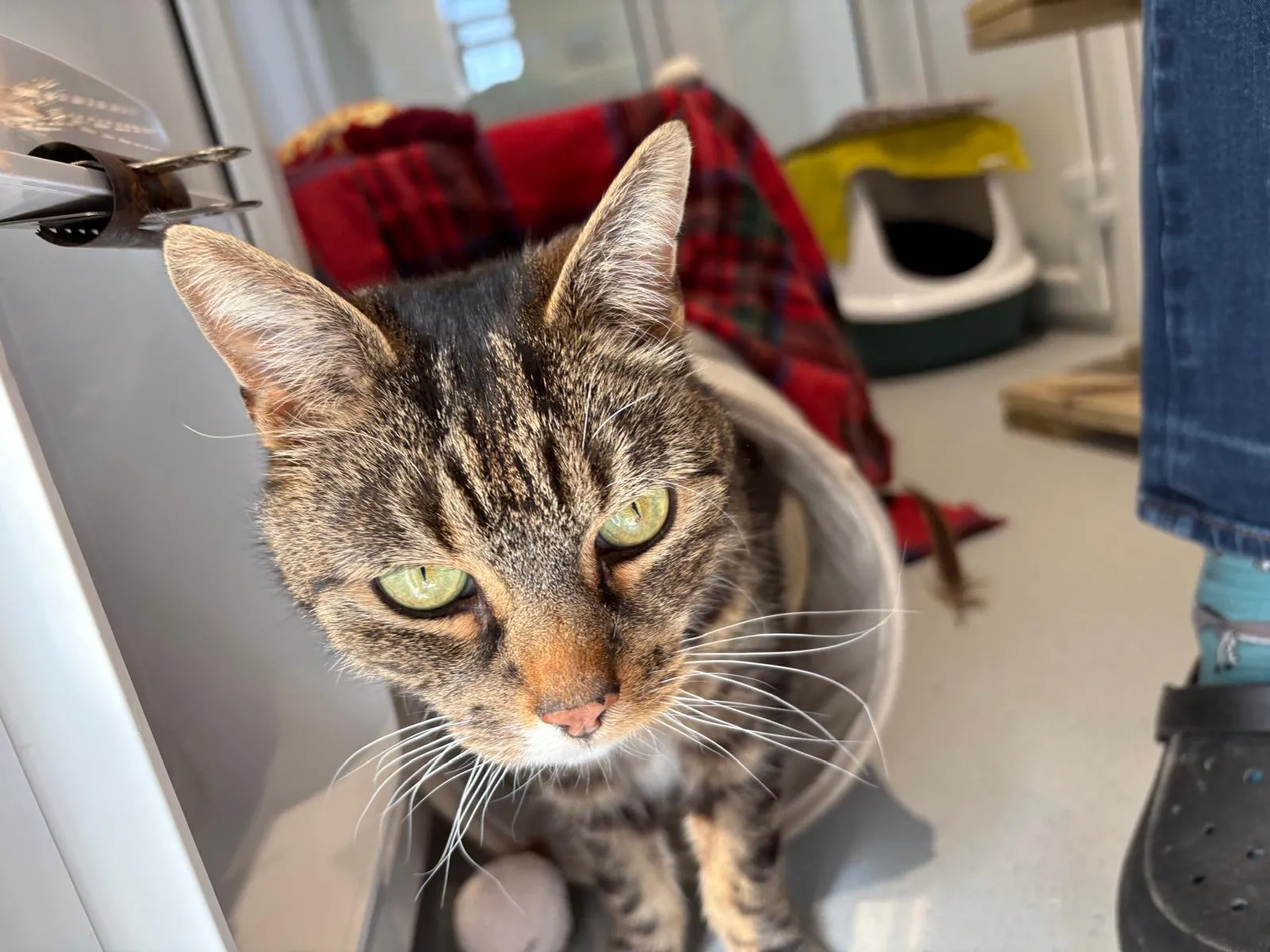 A tabby cat with green eyes looks up at the camera inside a room. Behind the cat are a red checked blanket, a litter tray, and part of a person’s legs wearing blue jeans and black sandals.