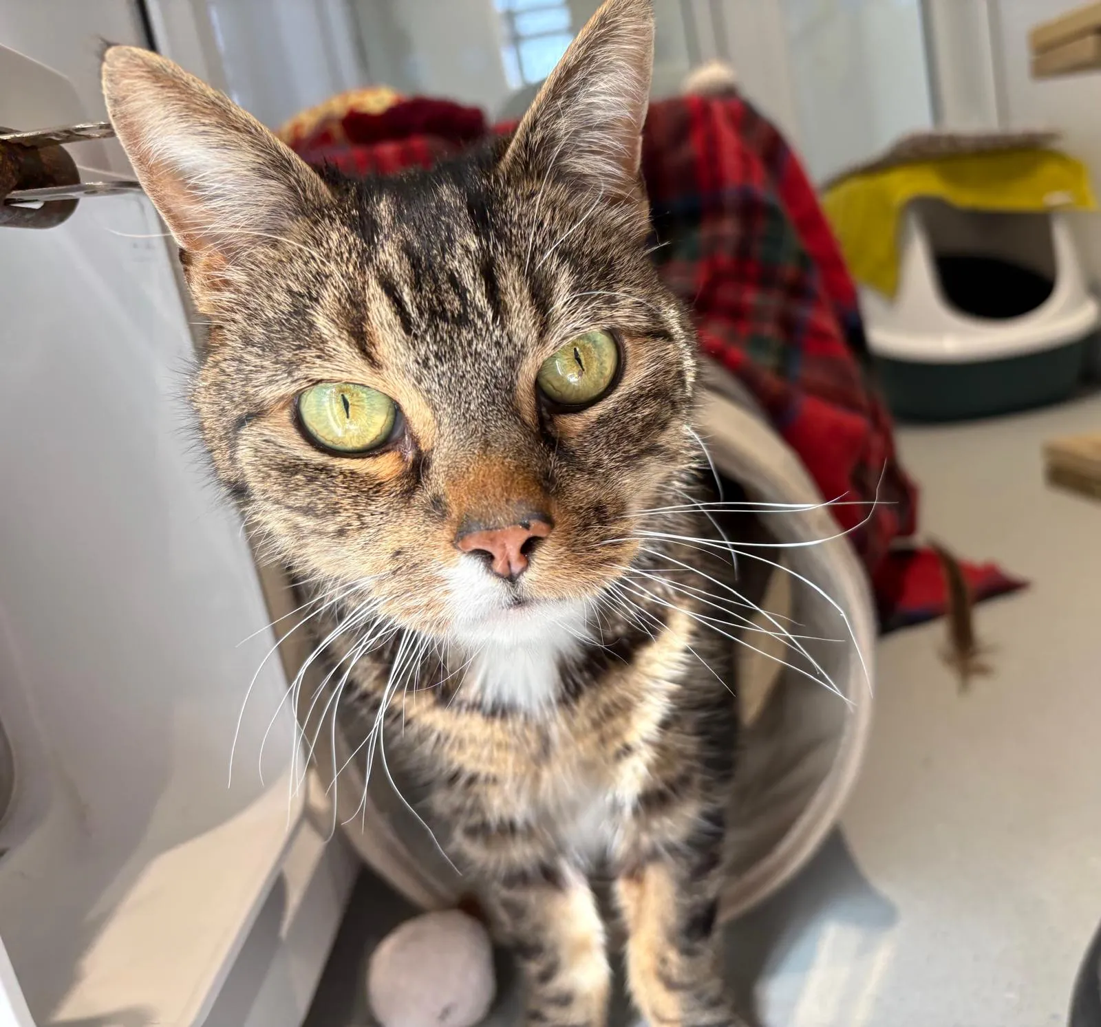 A tabby cat with green eyes looks towards the camera, sitting in a cosy indoor space with a red checked blanket and a litter tray in the background. Bright sunlight highlights the cat’s face.