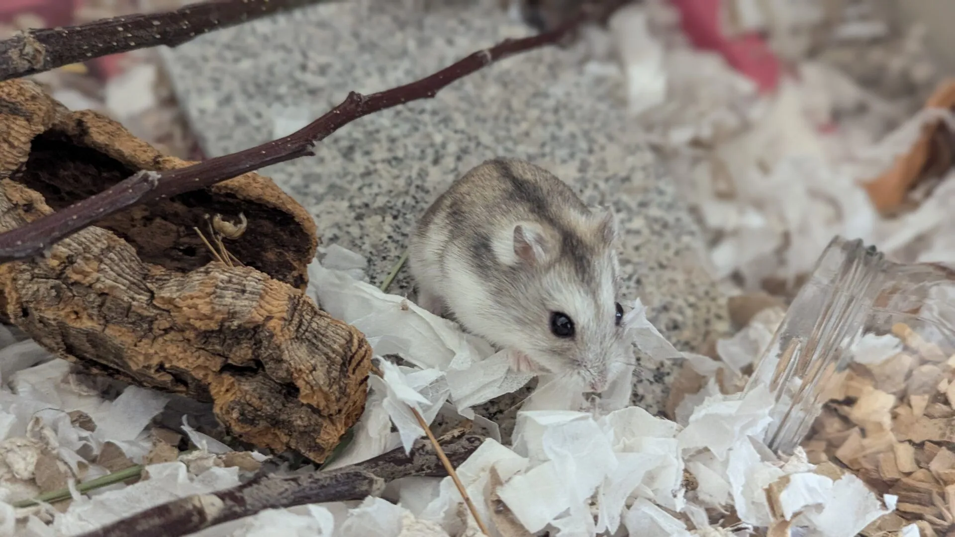 A small, grey and white hamster sits on shredded paper bedding near a piece of wood and a glass jar inside its enclosure.