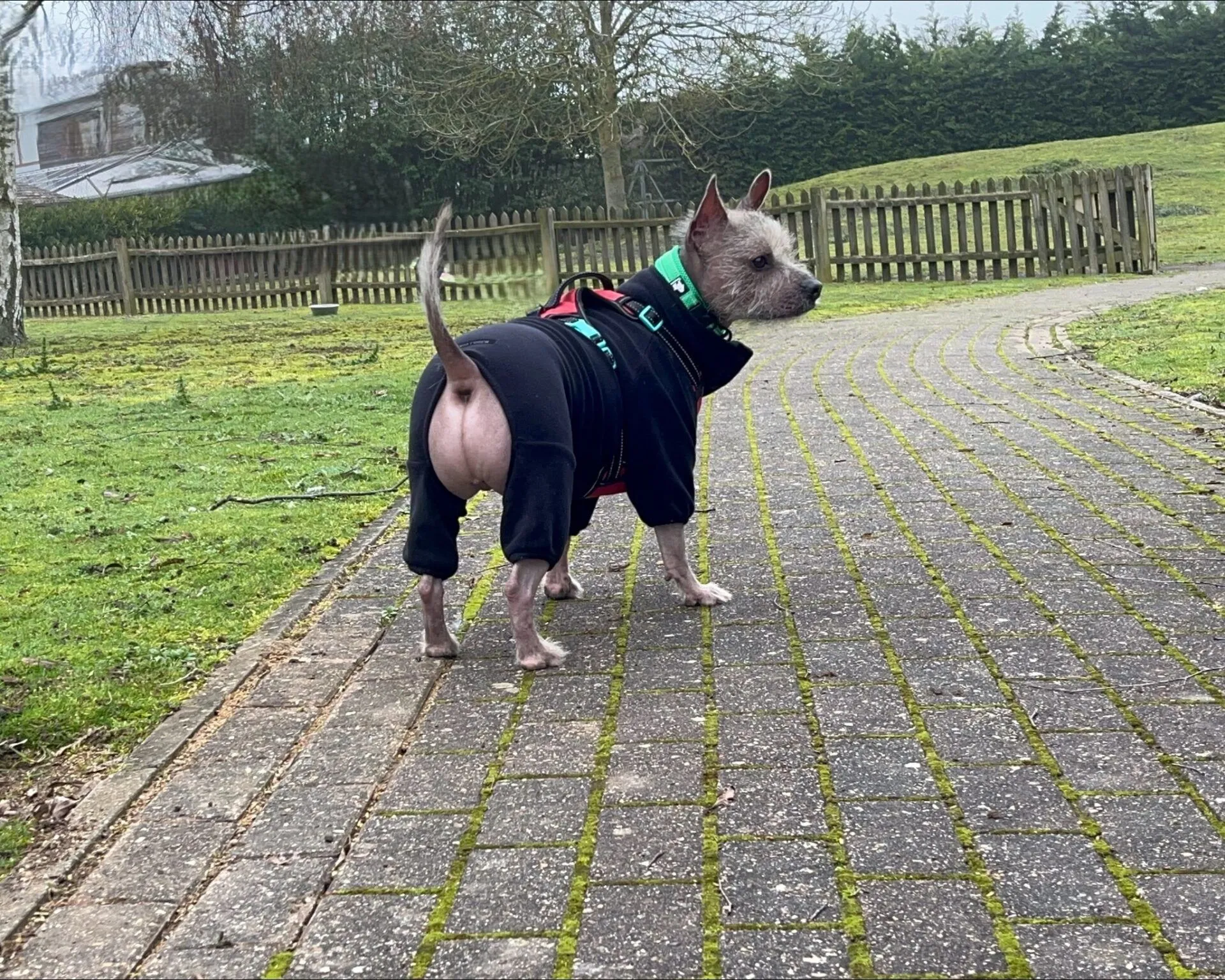 A French Bulldog x Chinese Crested, hairless and dressed in a black outfit with a green harness, stands on a paved path in a grassy park, gazing off to the side. A wooden fence and trees create a peaceful backdrop.