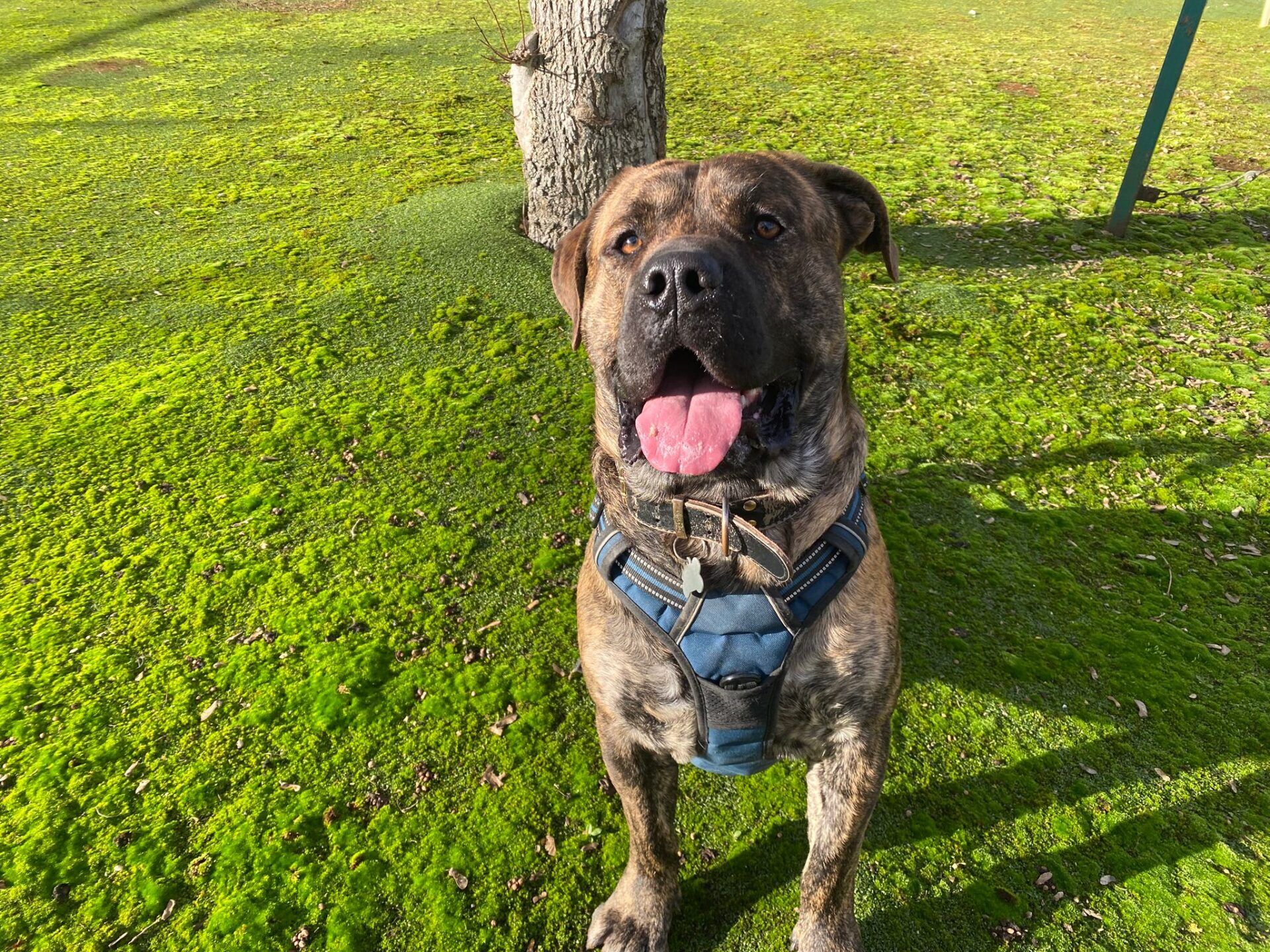 A large brindle dog wearing a blue harness sits on a patch of bright green grass and moss, looking up with its mouth open and tongue out. A tree trunk is visible in the background.