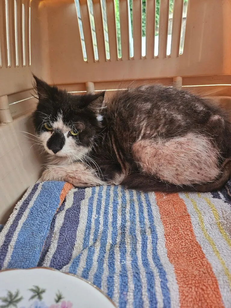 A black and white cat with patchy fur lies curled up on a striped towel inside a pet carrier, looking slightly anxious.