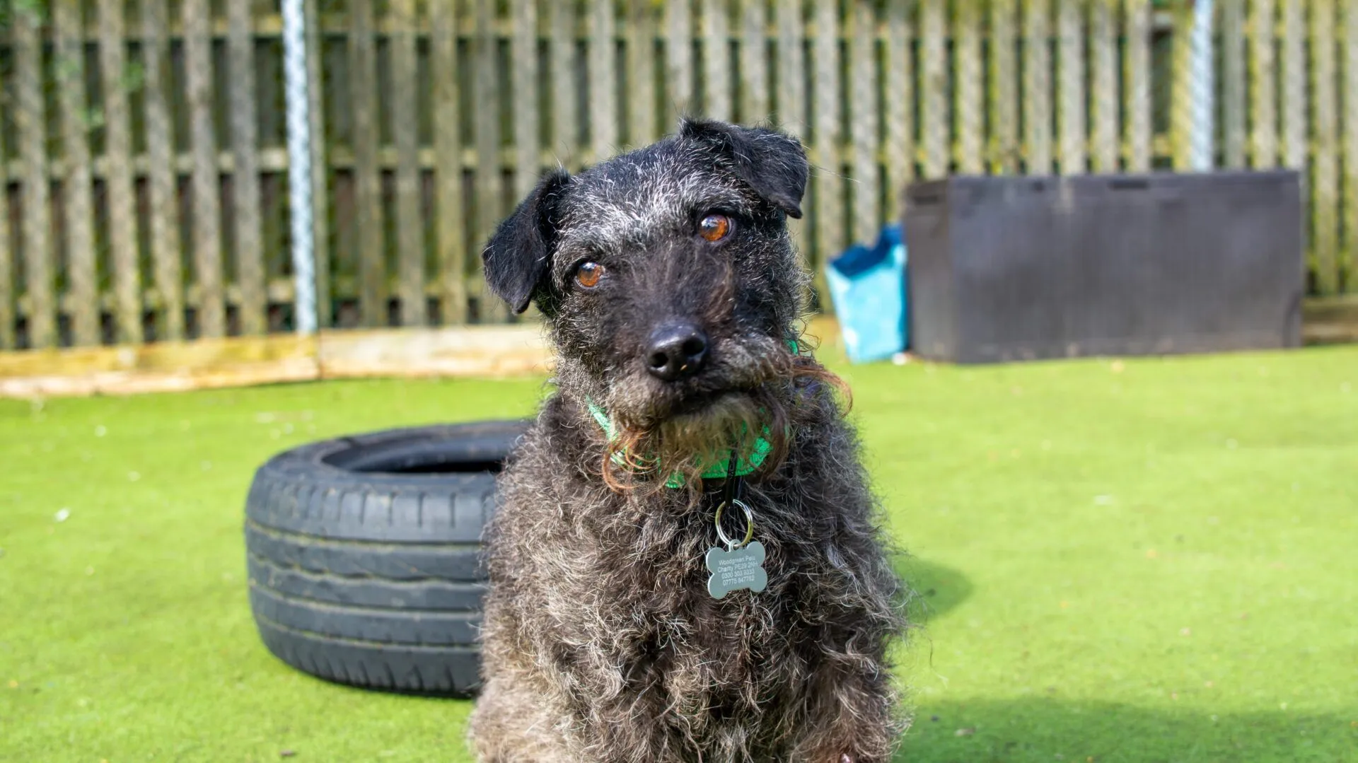 A scruffy, curly-haired black and grey Patterdale dog with a green collar and tag sits on grass near a tyre, with a wooden fence and storage box in the background.