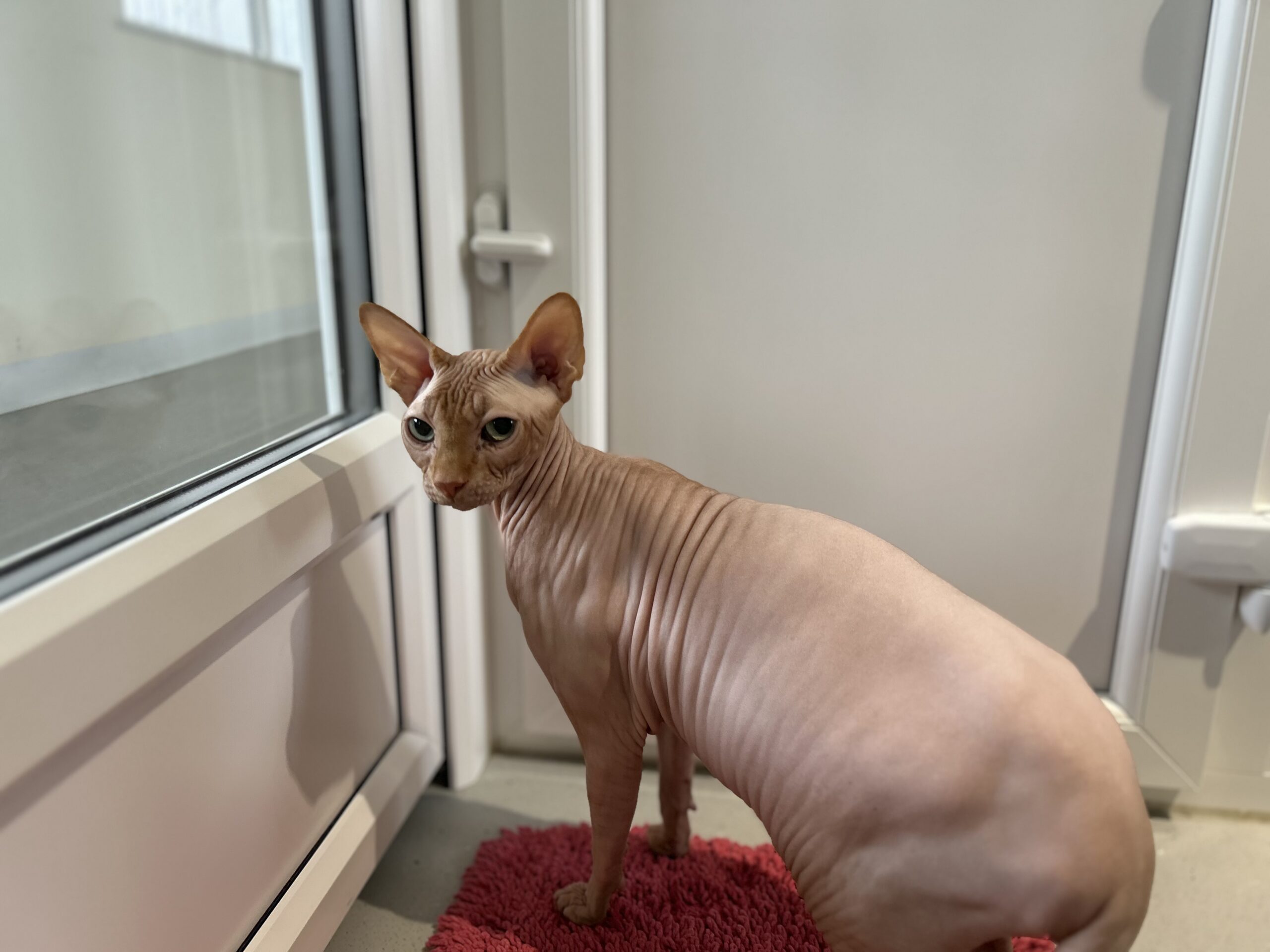 A hairless Sphynx cat with wrinkled skin stands on a red carpet near a glass door, looking back over its shoulder.