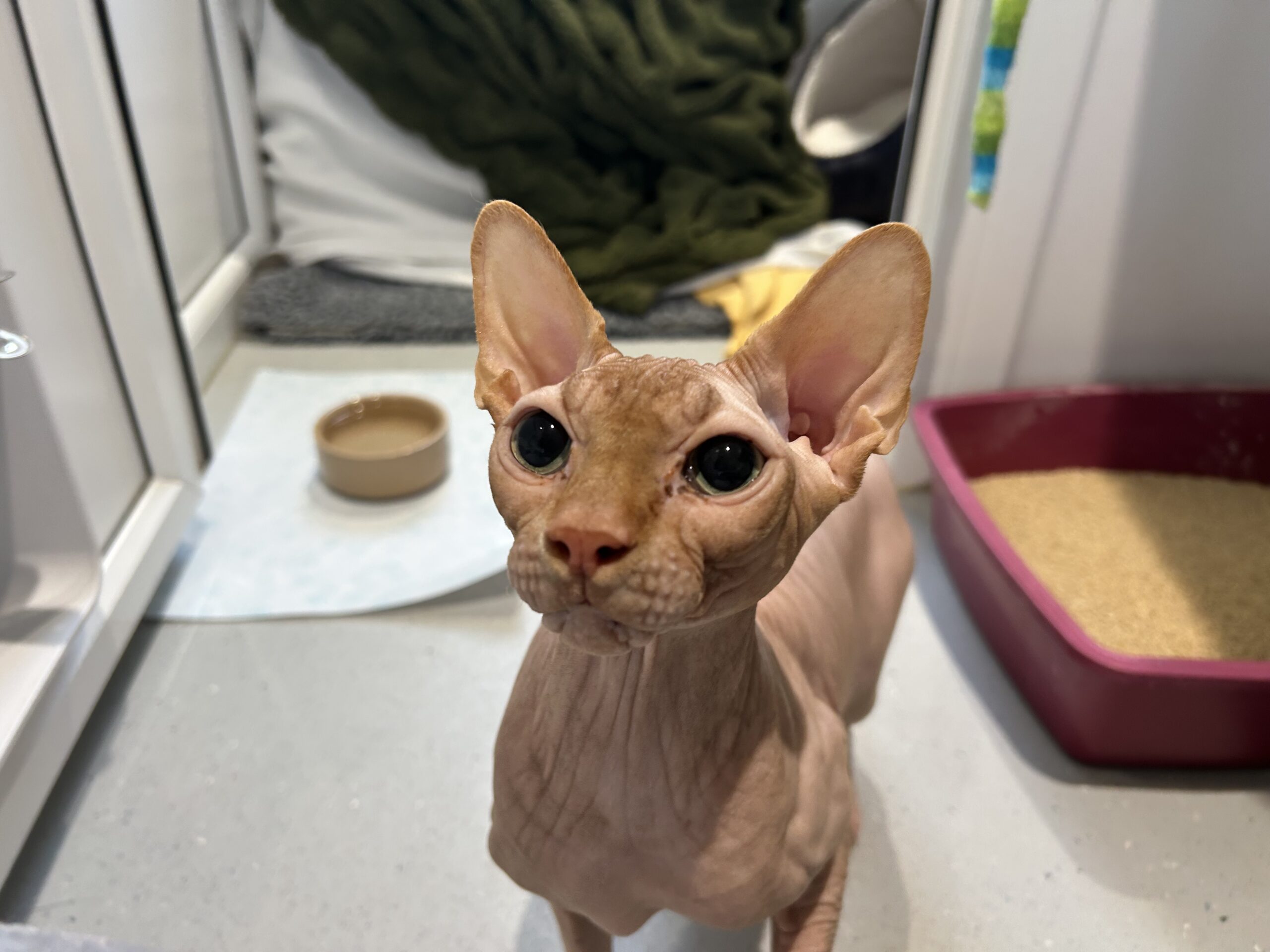 A hairless Sphynx cat with large ears and wrinkled skin looks up, standing near a red litter tray, a small brown bowl, and a green blanket in a cosy indoor setting.