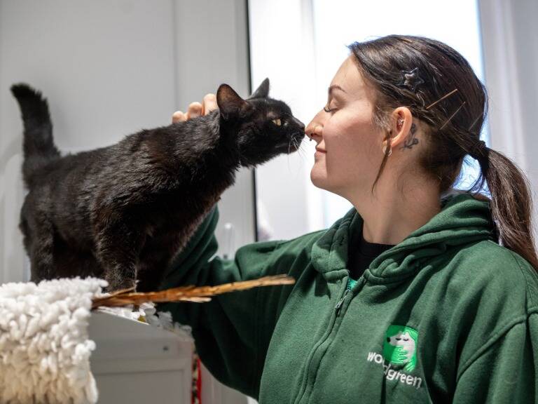 A woman in a green hoodie gently touches noses with a black cat standing on a platform, both appearing affectionate and happy in a well-lit indoor setting.