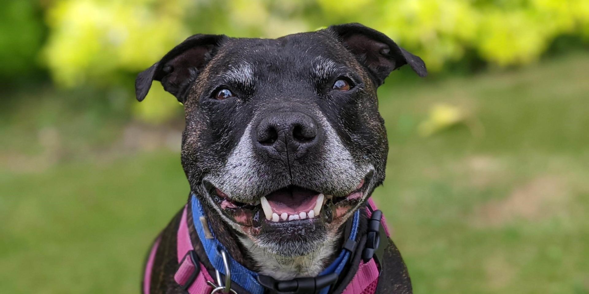 black staffy smlining
