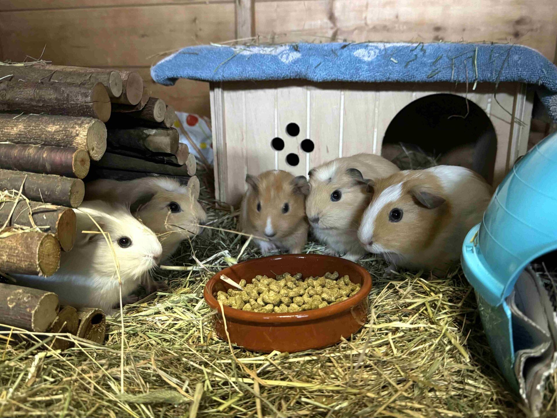 Five brown and white Woodgreen guinea pigs are huddled among straw and enrichment around a food bowl
