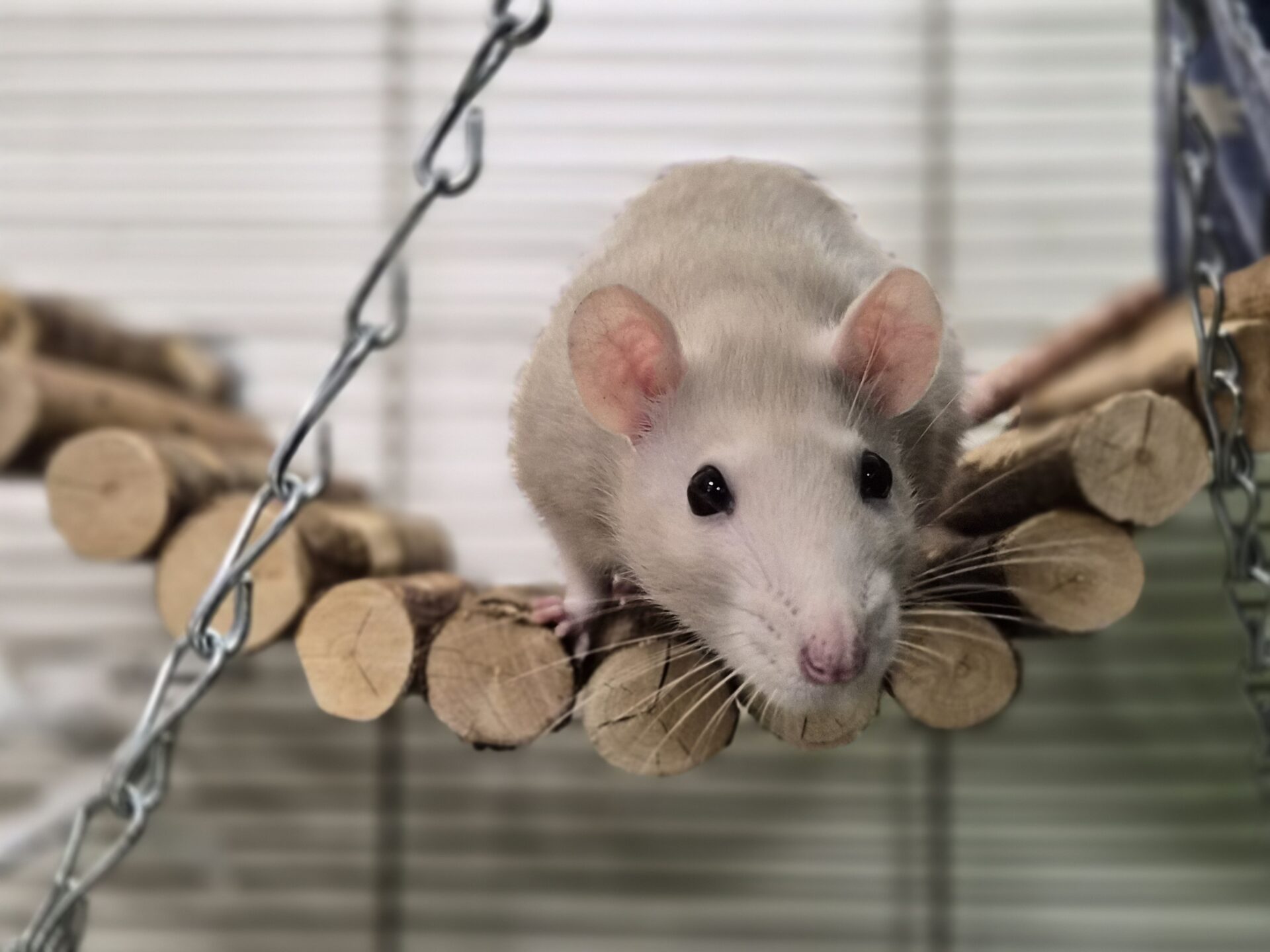 A light-colored rat with large ears and dark eyes sits on a wooden bridge made of logs, inside what appears to be a cage with a blurred background.