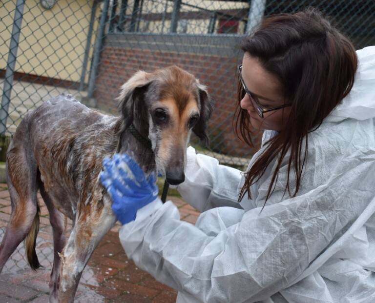 A woman in a white protective suit and blue gloves gently washes a thin, brown dog with a scruffy coat outside near a chain-link fence. The dog looks calm and slightly sad.