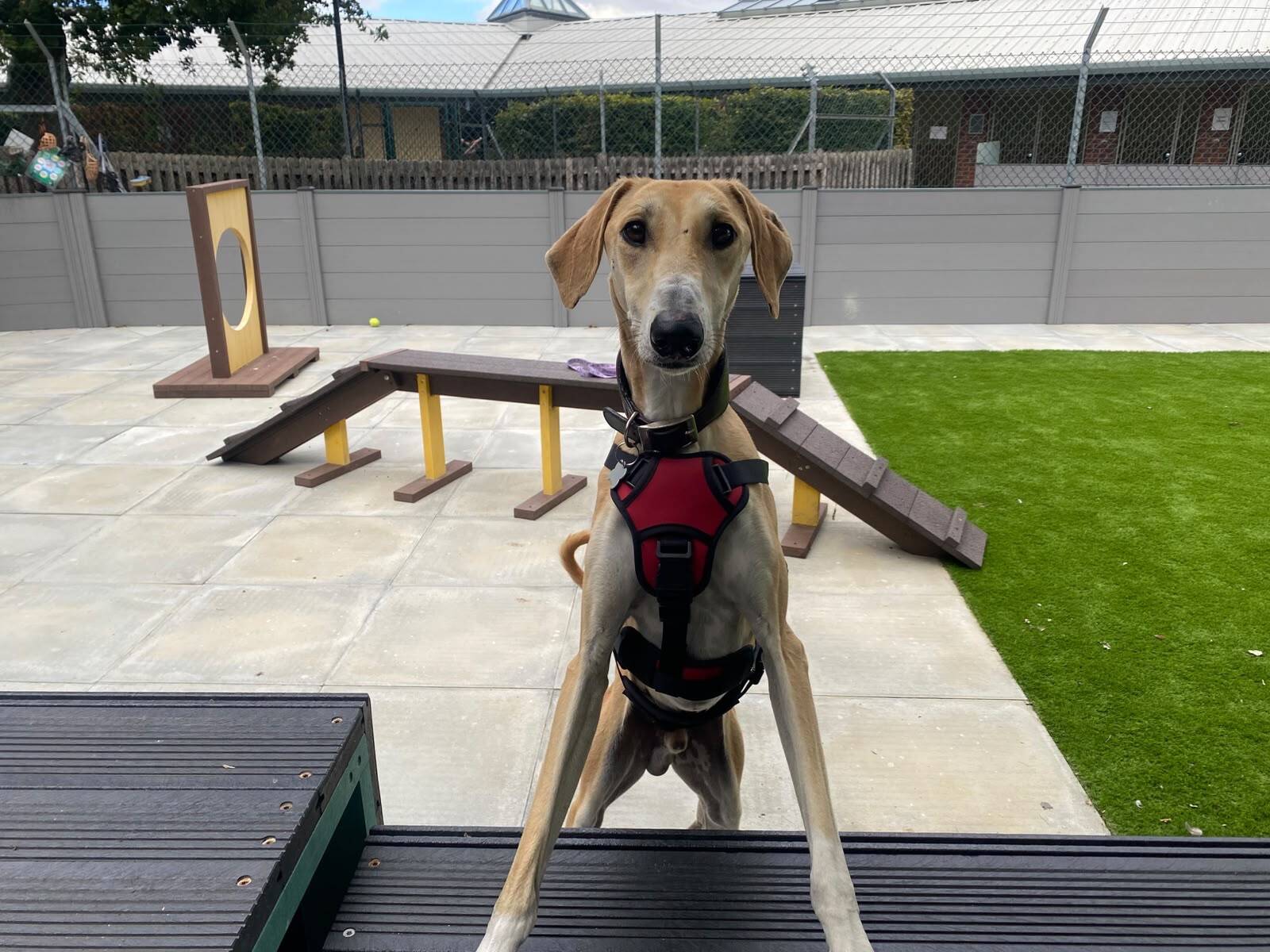 Fiji, a 3 years old male Lurcher available for adoption from Woodgreen in Cambridgeshire