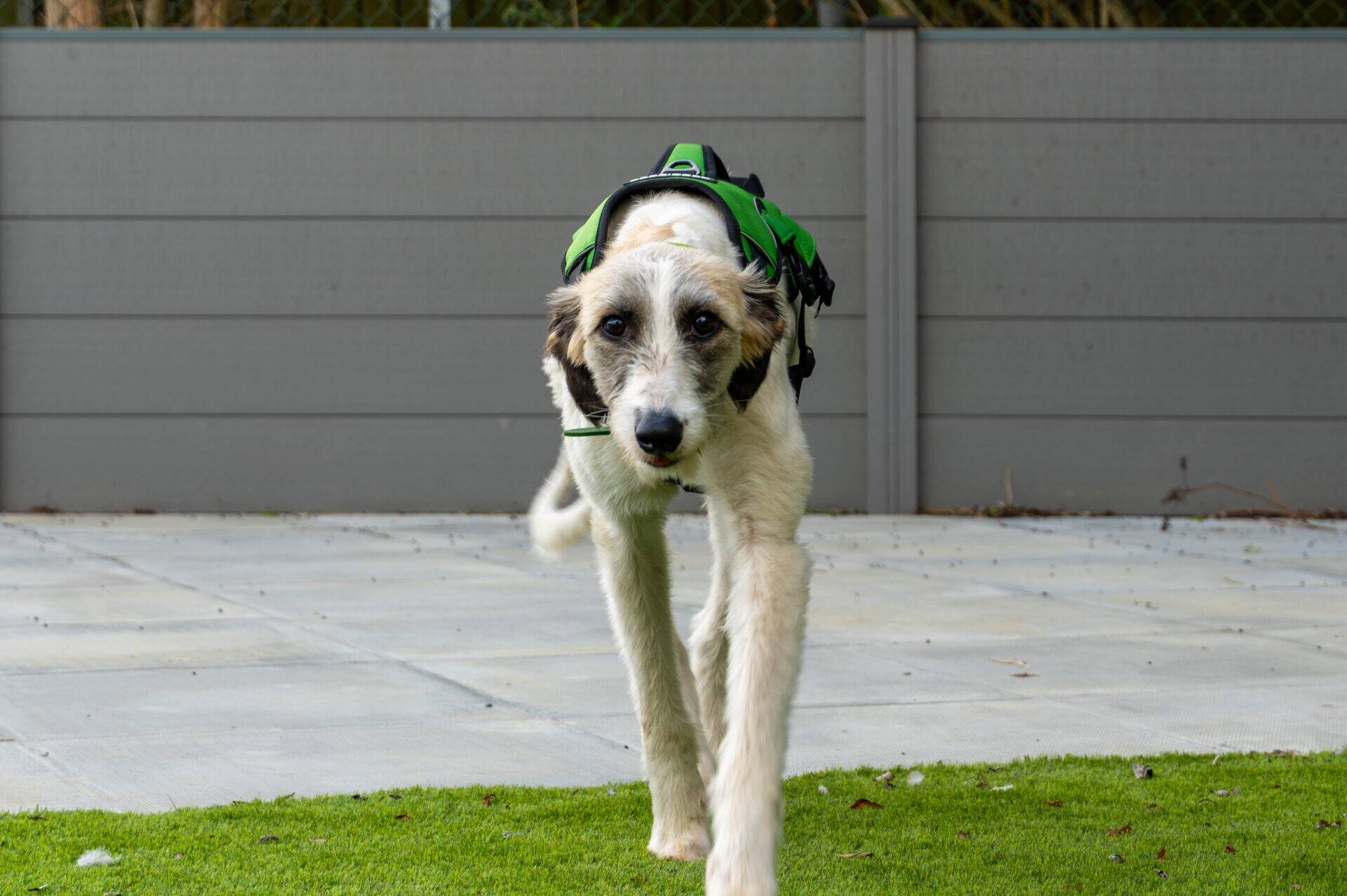 Sonia, a 2 years old female Lurcher available for adoption from Woodgreen in Cambridgeshire