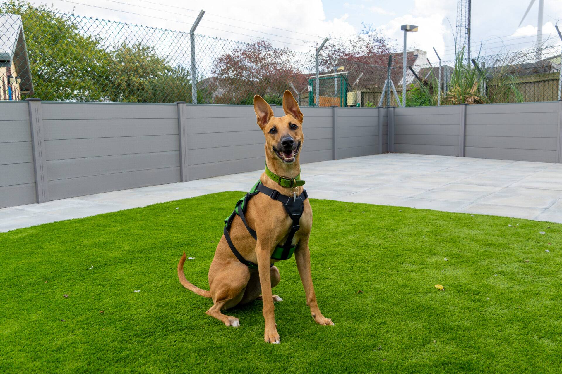 Angel, a 2 years old female Lurcher available for adoption from Woodgreen in Cambridgeshire