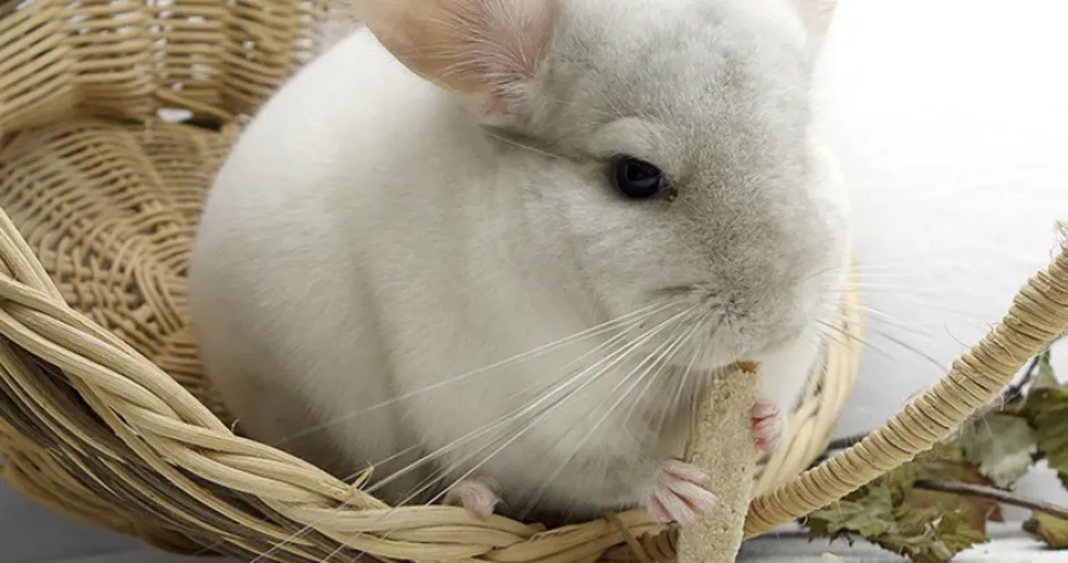 Chinchilla in a basket