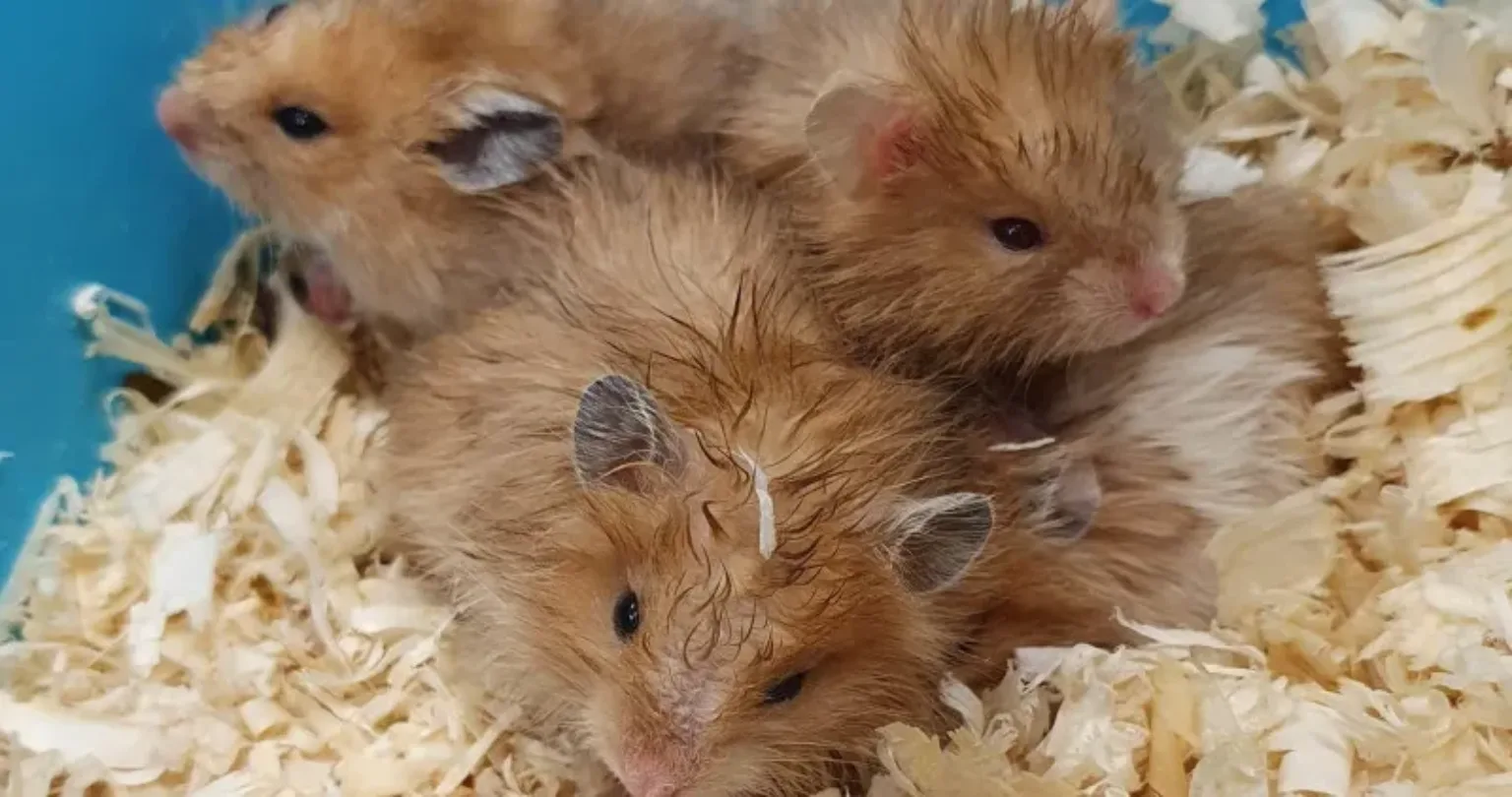 Syrian hamsters