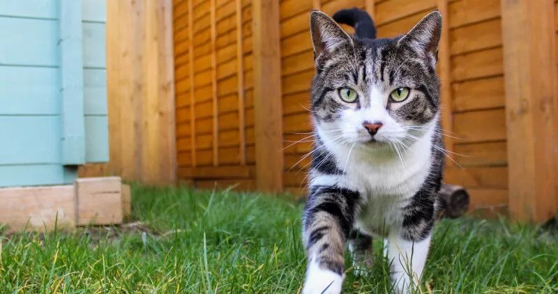 Tabby cat walking in the garden