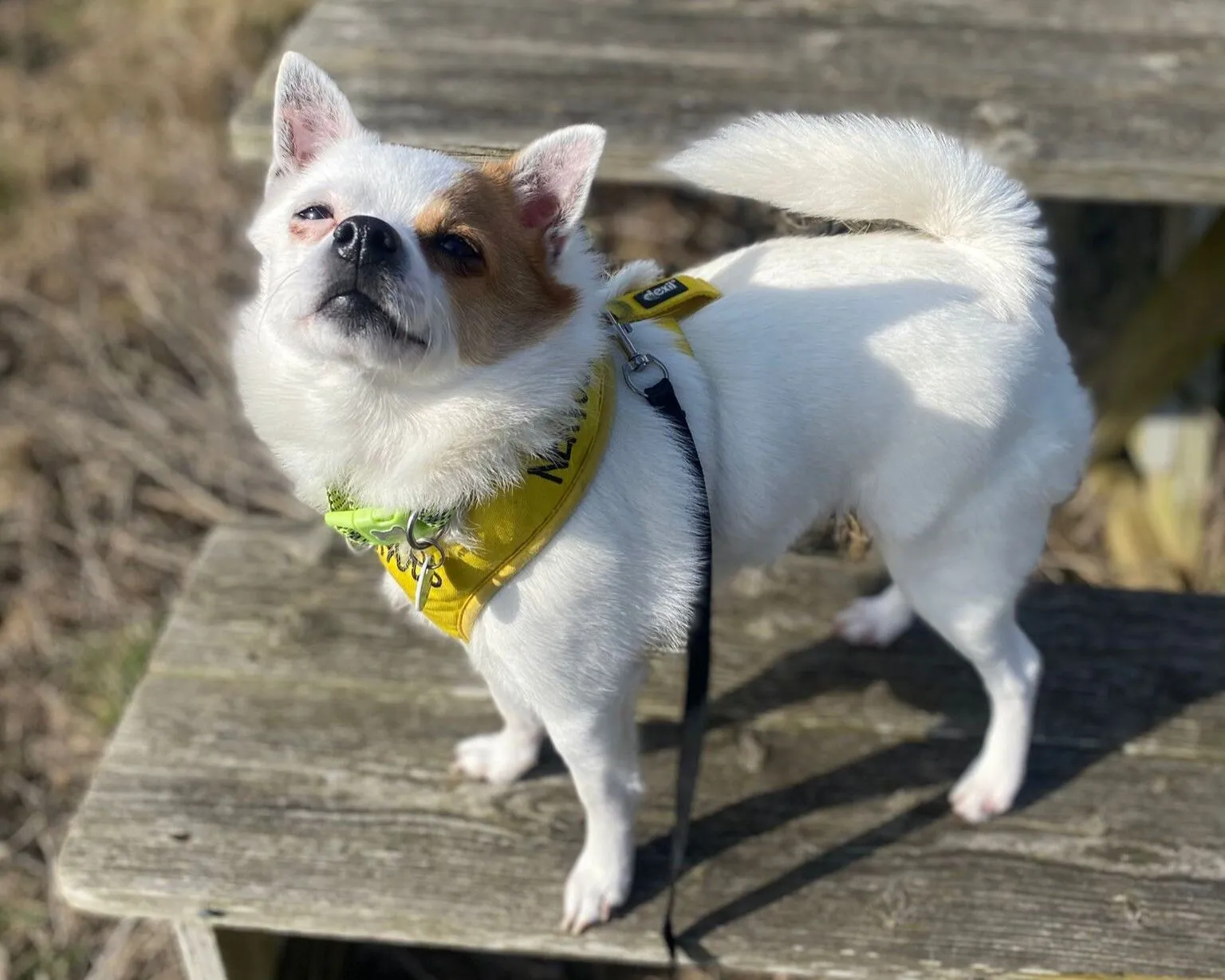 A small white Bruno crossbreed with brown markings and a curled tail stands on a wooden bench, wearing a yellow harness and green bandana, looking up with a proud expression in bright sunlight.