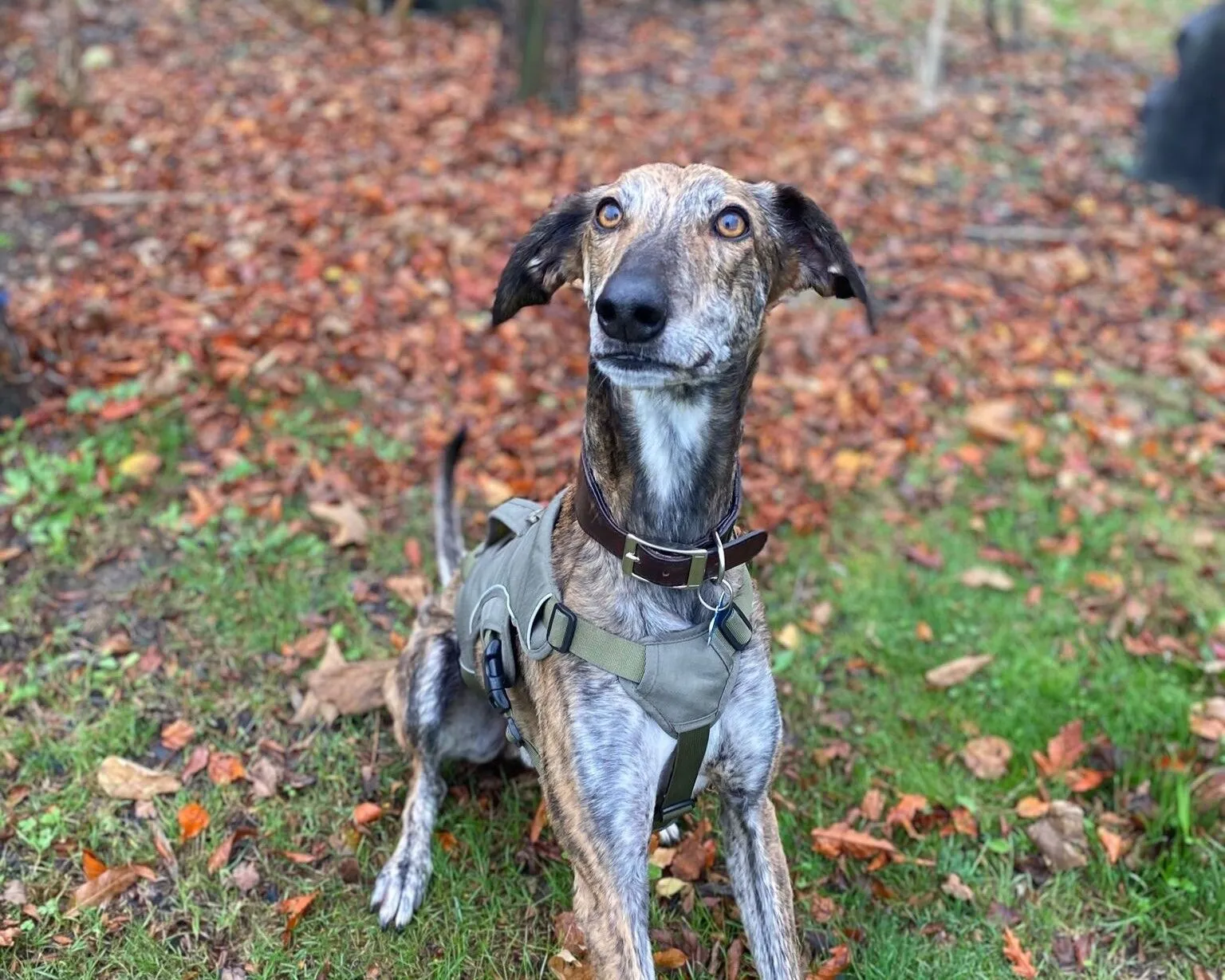 A brindle Lurcher with upright, alert ears and a light brown harness sits on grass covered with fallen autumn leaves, looking slightly upward with a curious expression.