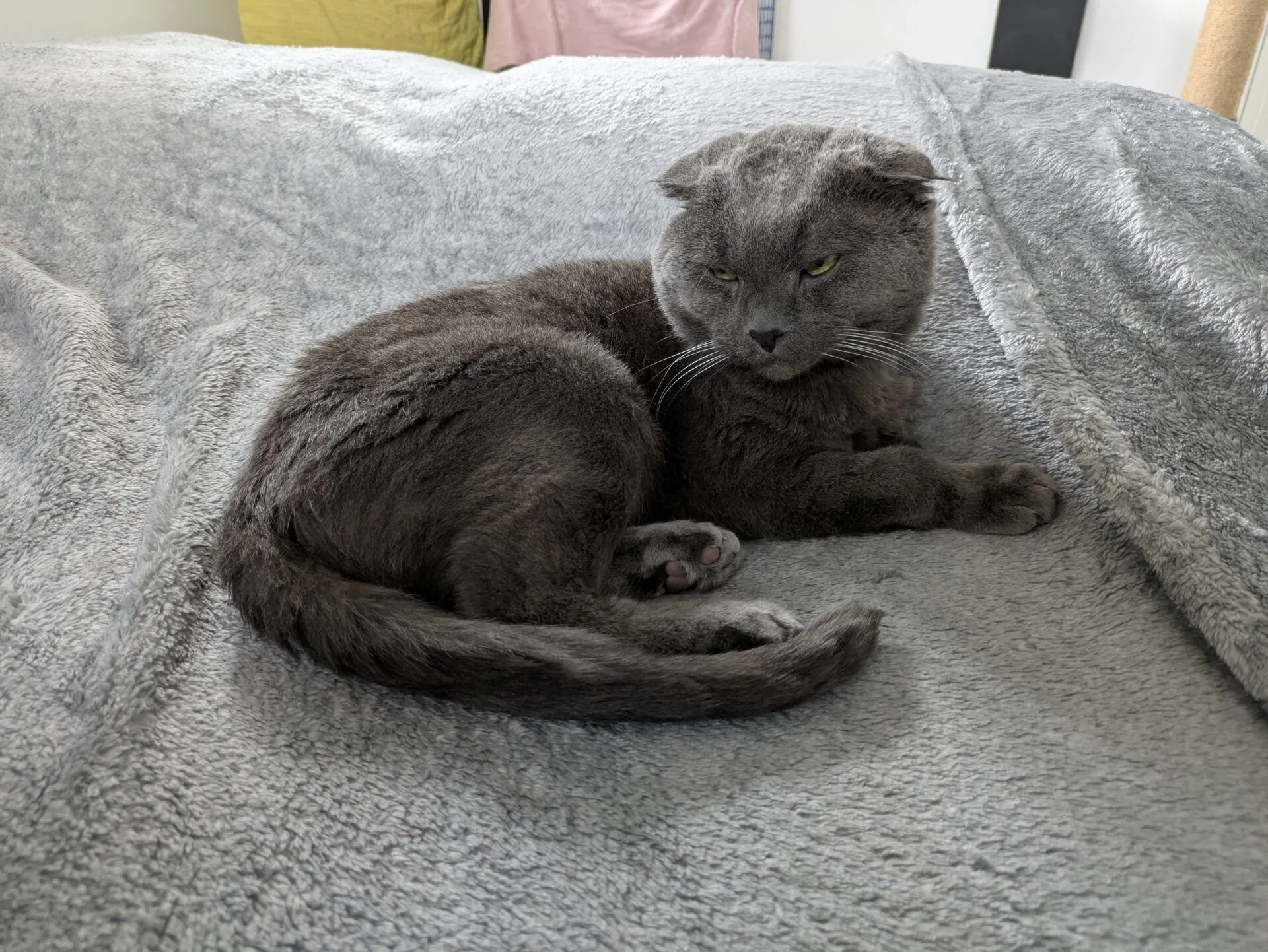 A grey Scottish Fold cat with folded ears lies curled up on a soft grey blanket, looking off to the side with a relaxed but slightly grumpy expression.