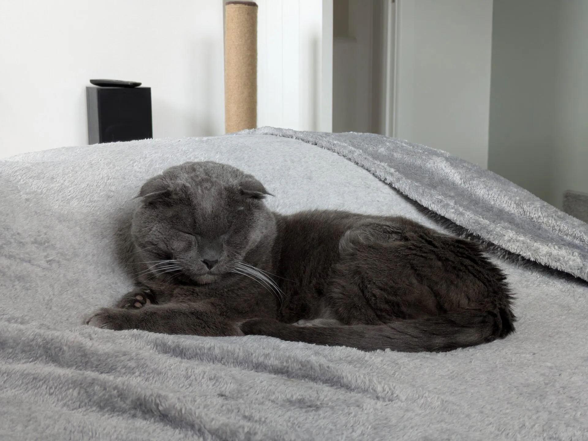 A grey Scottish Fold cat is curled up and sleeping on a soft, grey blanket. The background shows part of a modern room with neutral colours.