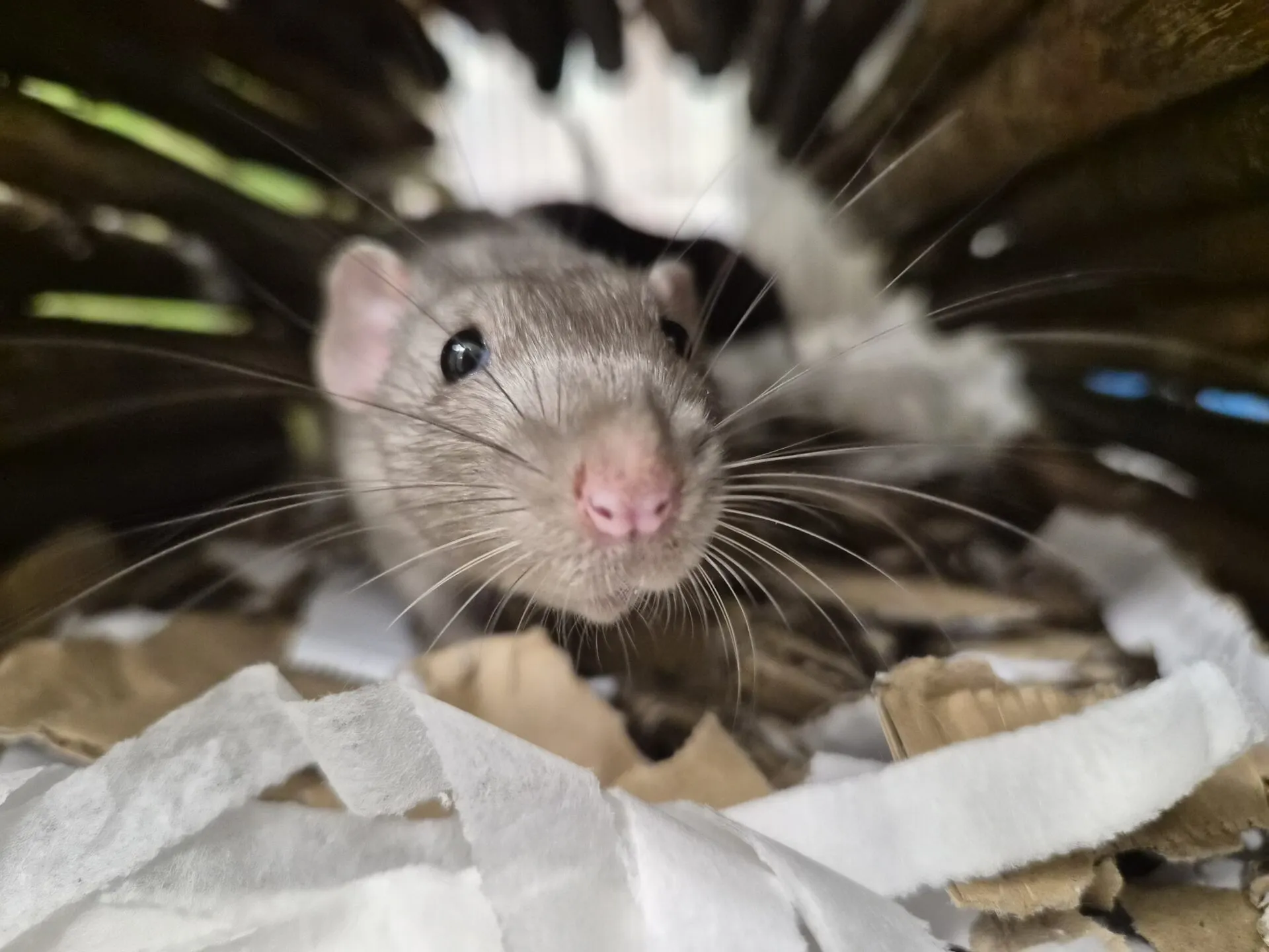A close-up of a curious rat with a pink nose and long whiskers, surrounded by shredded paper and cardboard inside a wooden tunnel.