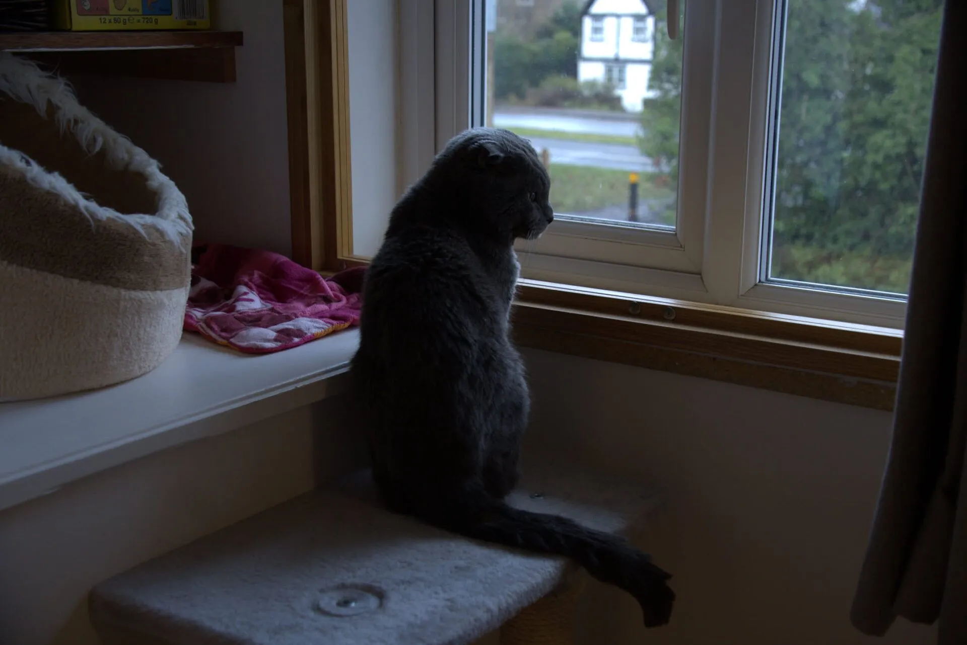 A gray cat with folded ears sits on a cat tree by a window, looking outside. A cozy cat bed and a pink blanket are nearby. Trees and a white house can be seen through the window.