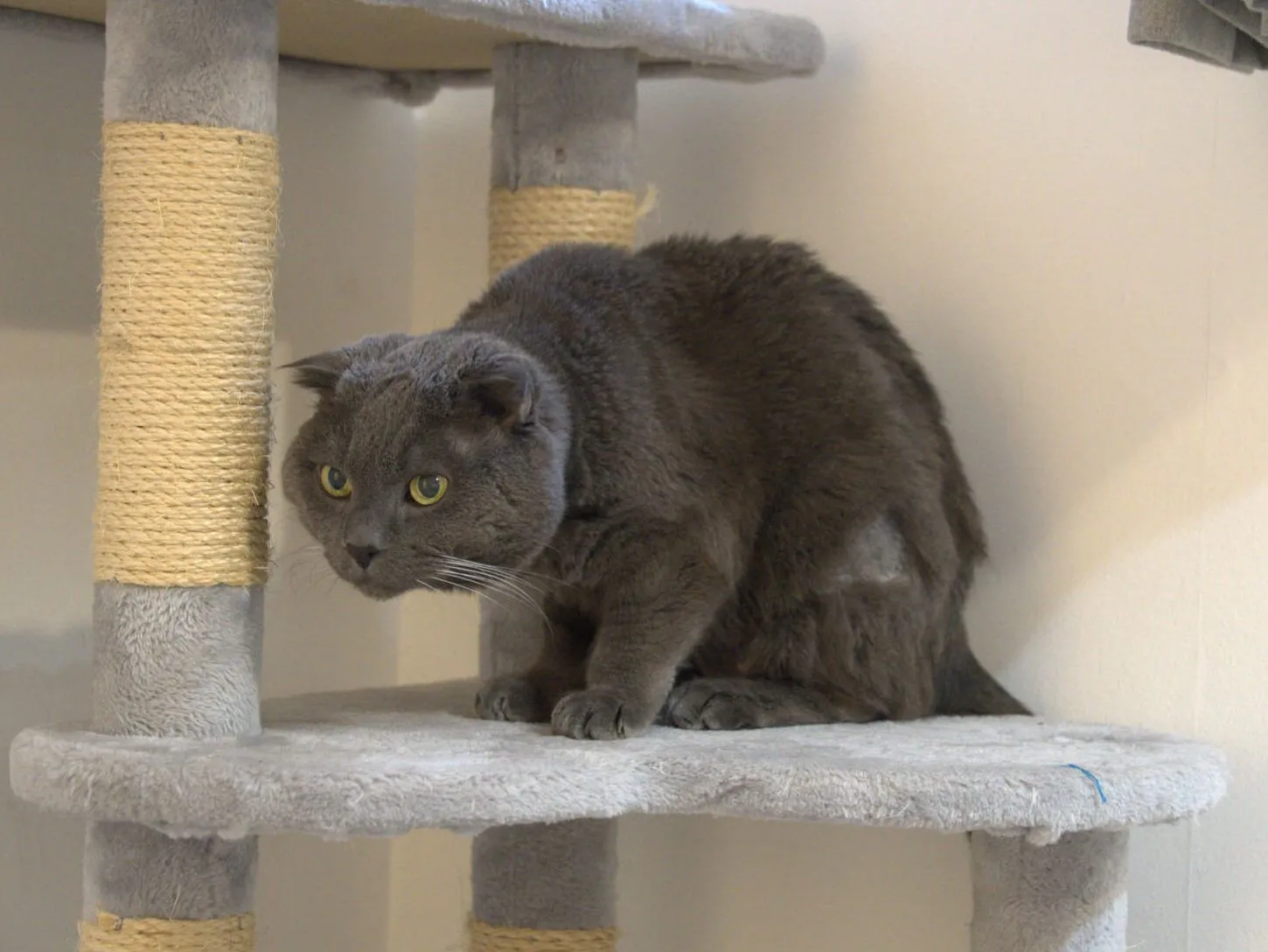 A gray cat with folded ears crouches on a multi-level cat tree covered in light gray fabric and sisal rope, near a white wall and a pleated gray curtain.