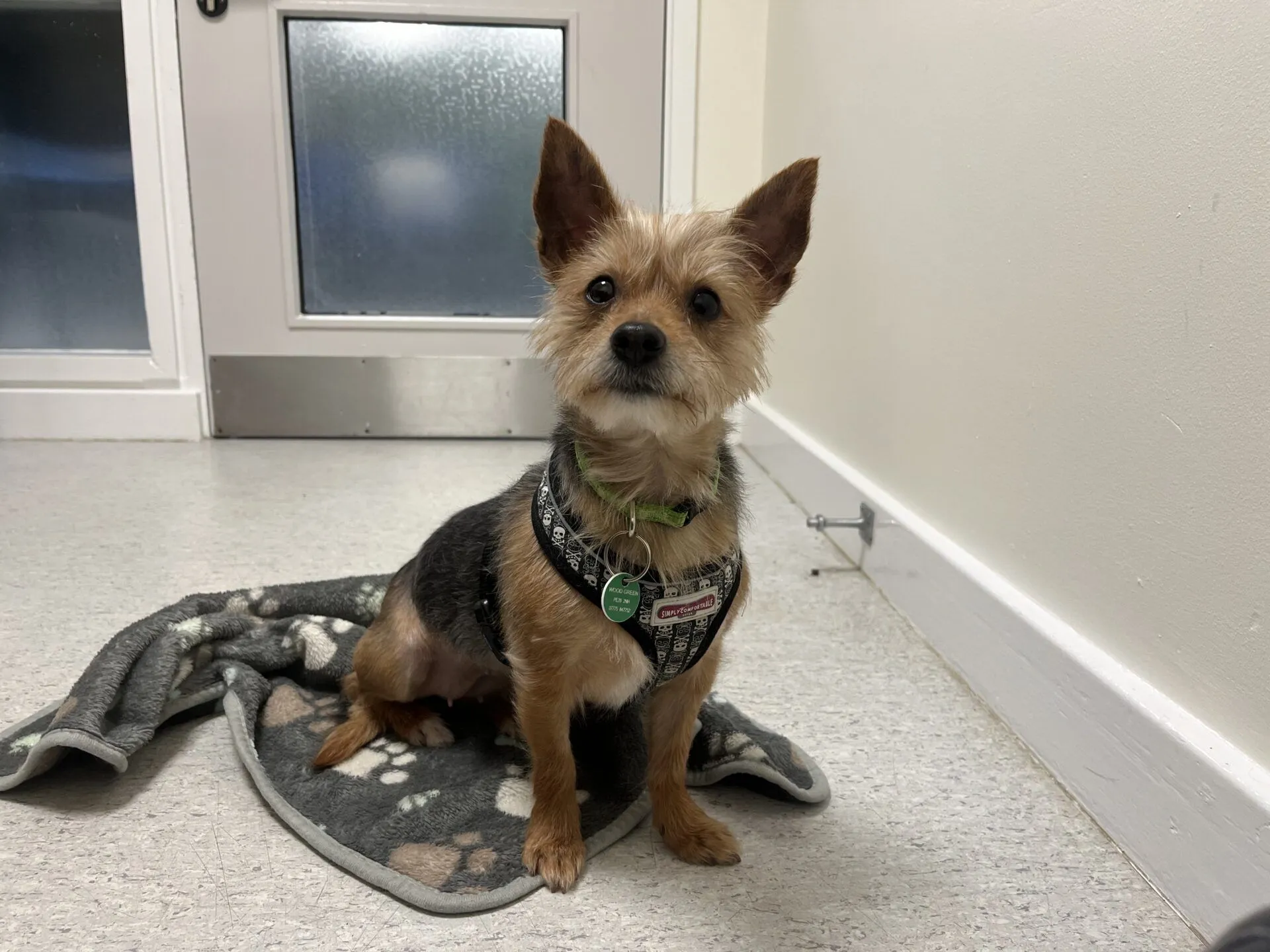 A small brown and black dog with pointy ears sits on a paw-print blanket in a room with white walls and a closed door, wearing a harness and green collar with tags.