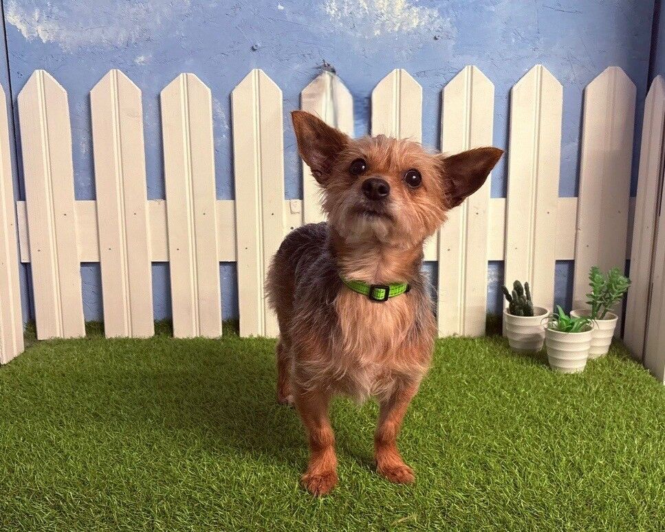 A small brown and grey dog with upright ears stands on green grass in front of a white picket fence. Three potted plants are arranged to the right, and the background features a blue sky with clouds.