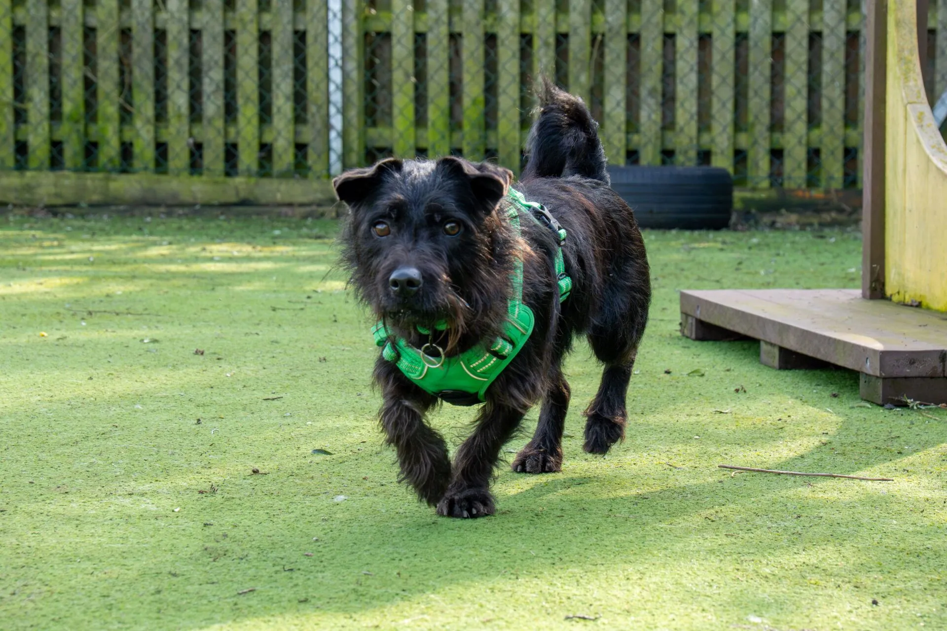 A small black dog with a scruffy coat and green harness in a fenced outdoor area, looking towards the camera.