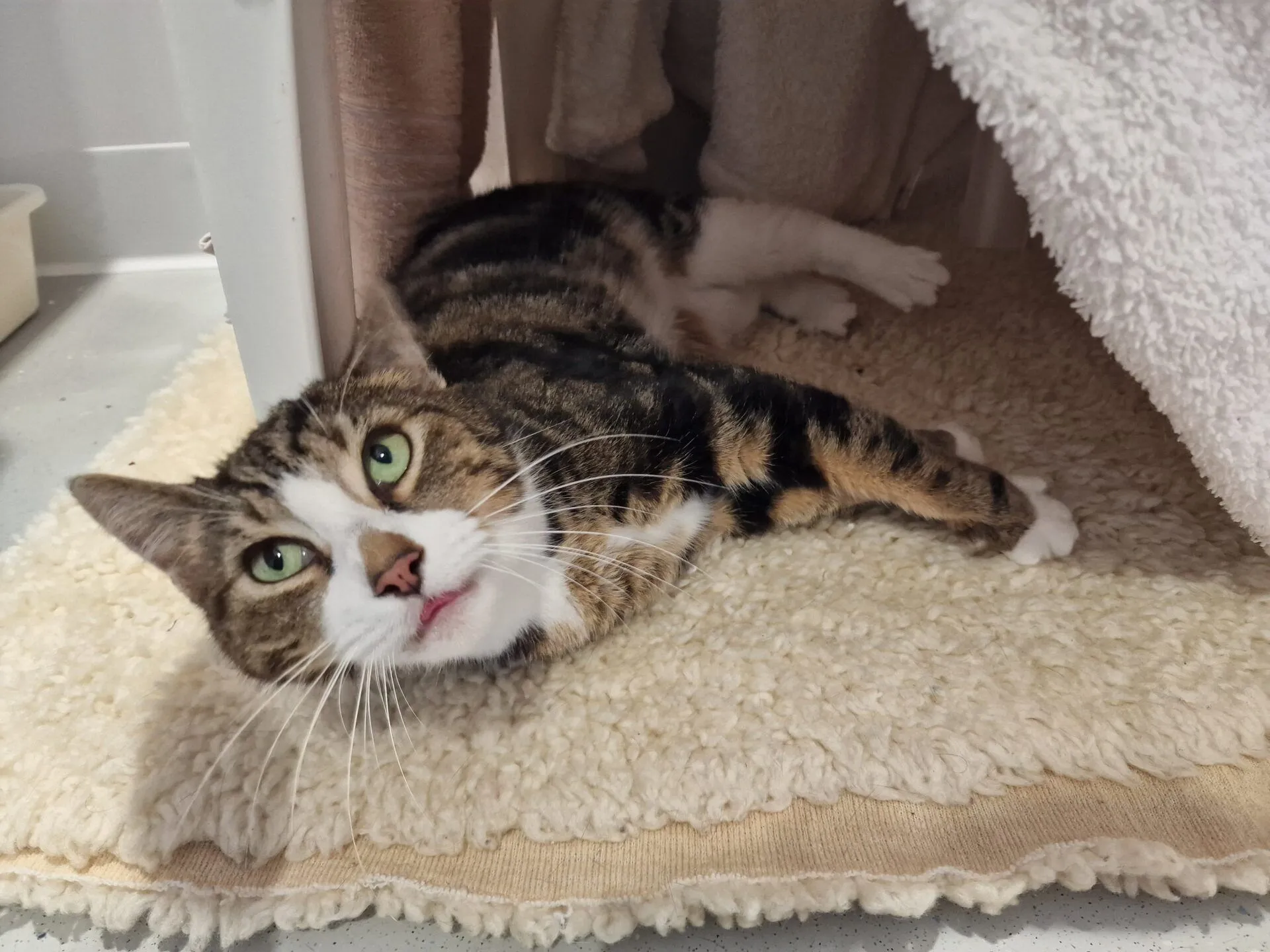 A tabby cat with green eyes lies on a soft, cream-coloured rug, partially under a blanket, looking up with a relaxed expression.