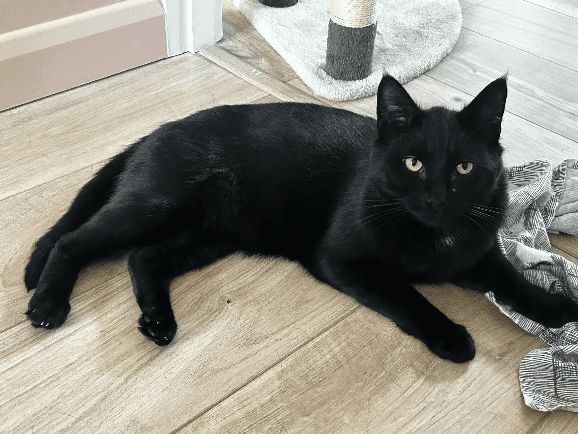A black cat with green eyes lies on a light wooden floor near a scratching post and a striped cloth, looking up at the camera.