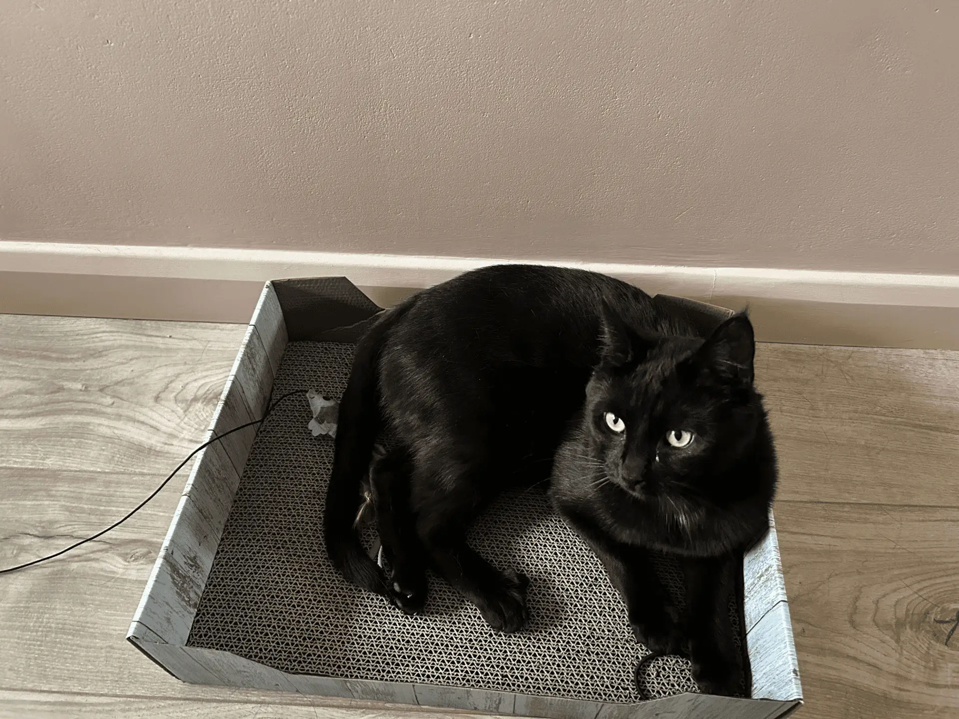 A black cat with green eyes is lying in a rectangular, textured box on a wooden floor, near a pinkish-beige wall. The cat looks slightly to the right, appearing relaxed and alert.