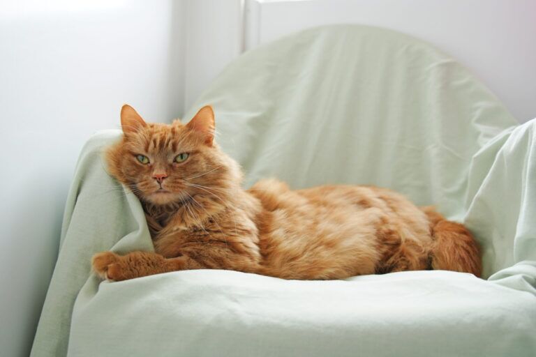 Ginger cat Mia relaxing on soft blanket
