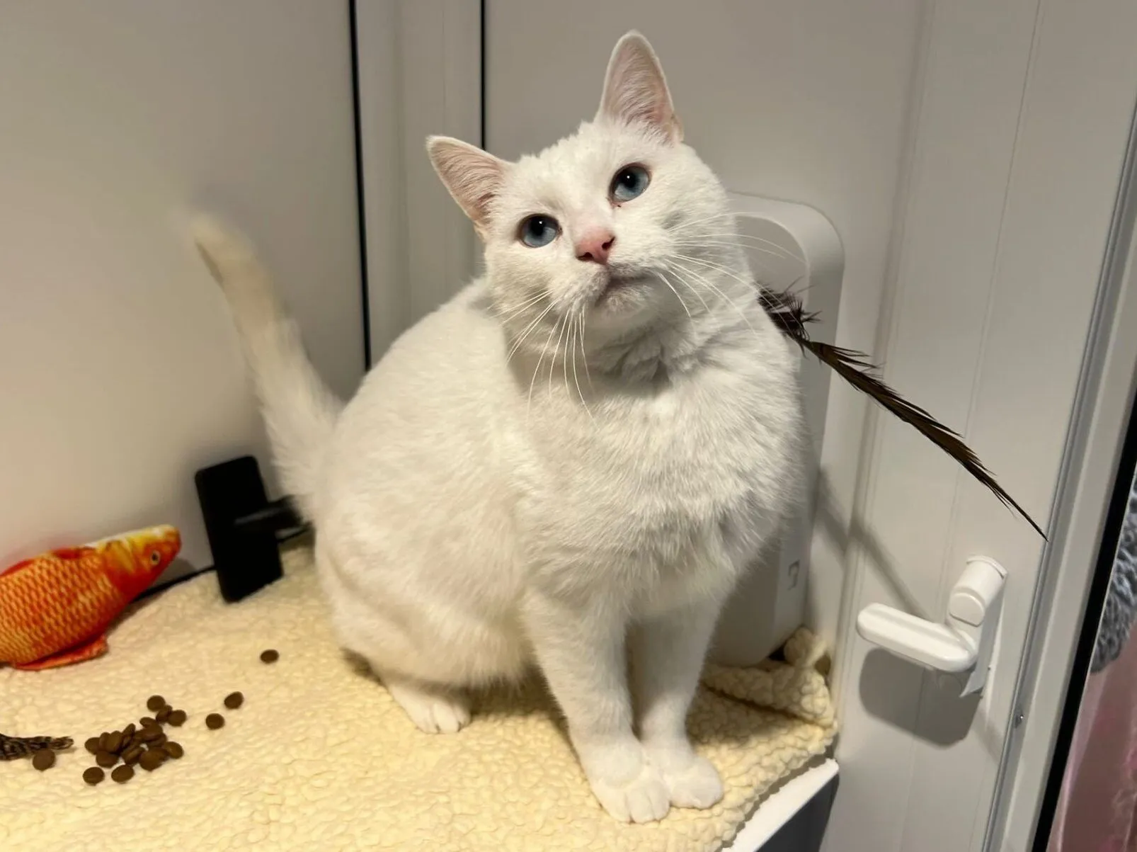 A white cat with blue eyes sits on a soft, cream-colored blanket next to a toy fish, some scattered cat food, and a feather, tilting its head and looking up inside a white-walled space.