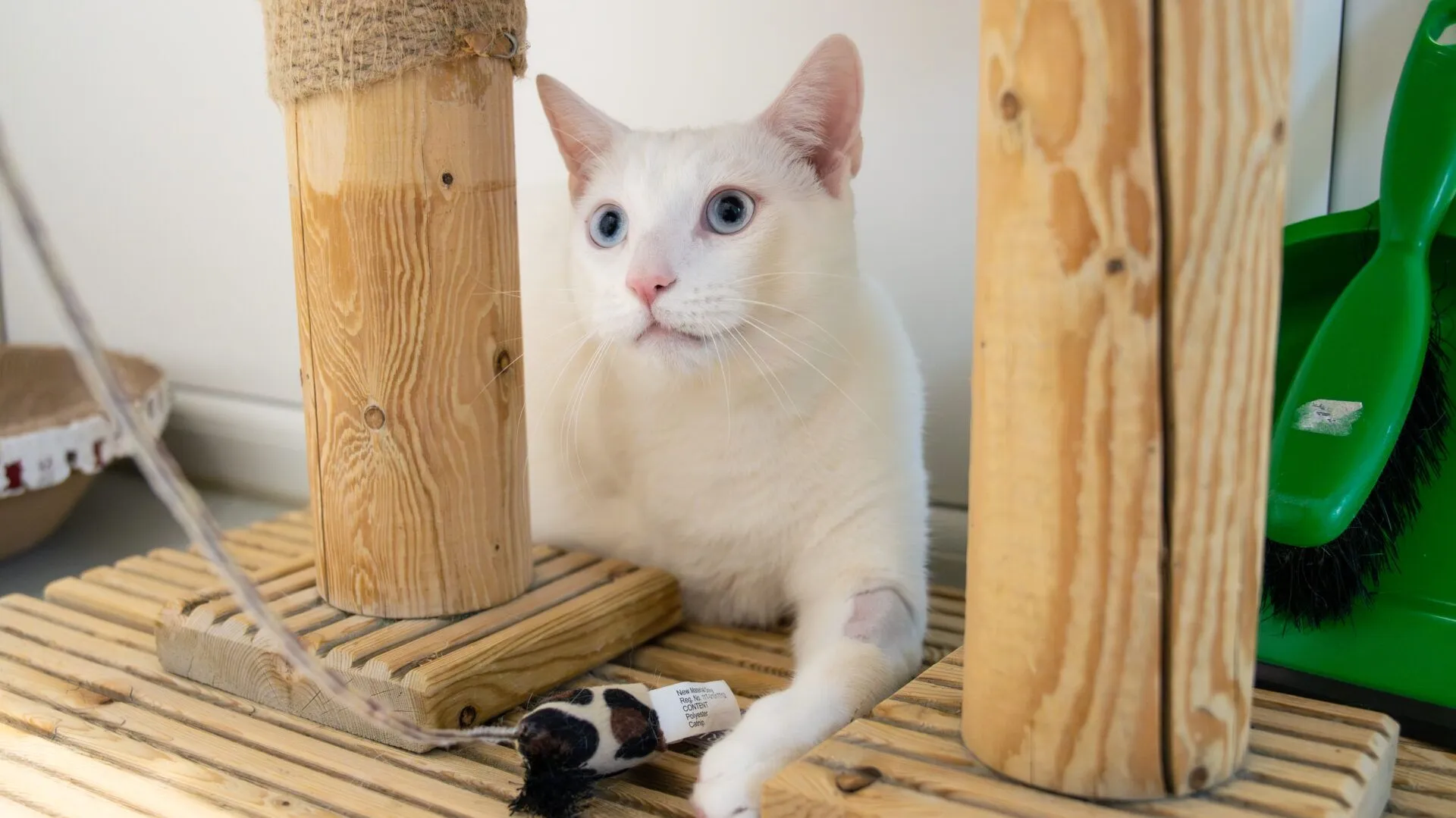 A white cat with blue eyes sits between wooden posts on a scratching platform, next to a toy mouse, with a small shaved patch on its front leg. Green cleaning tools are visible in the background.