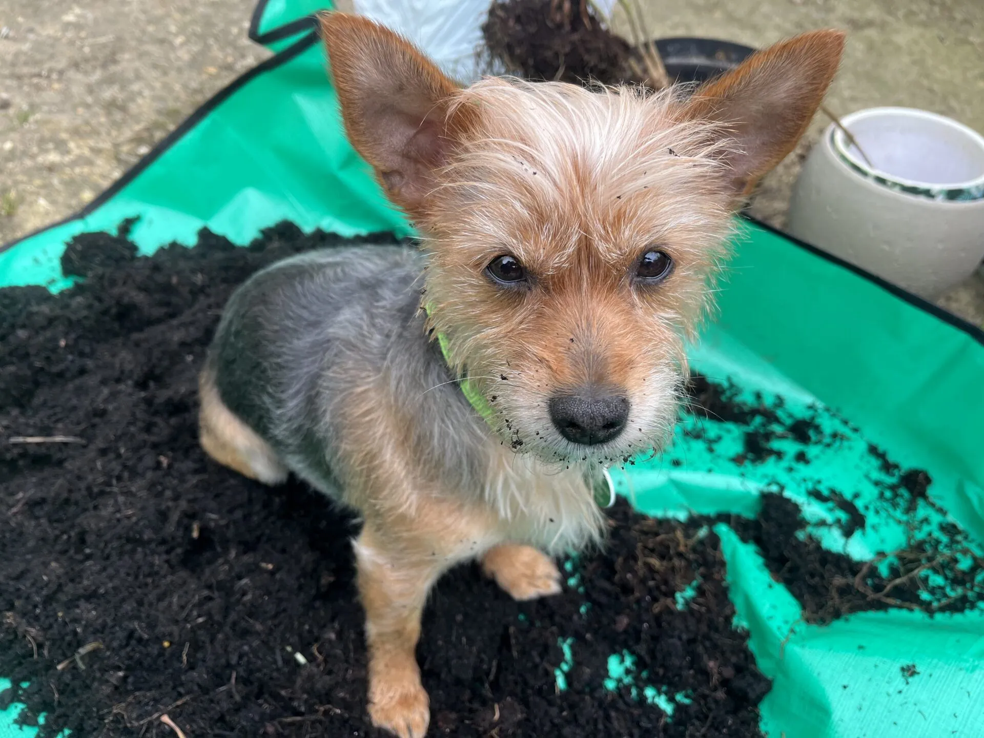 Betty, a small brown and grey Terrier Cross, sits on a pile of soil on a green tarpaulin, looking up with soil on her nose and face. There are plant pots and garden tools in the background.