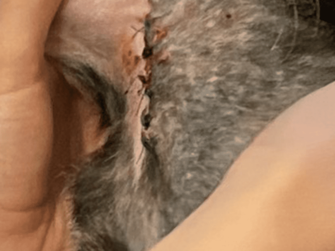 A close-up of a person's hand gently holding a cat, showing a stitched wound with black sutures and some redness on the cat's neck or upper body in the healing stage.