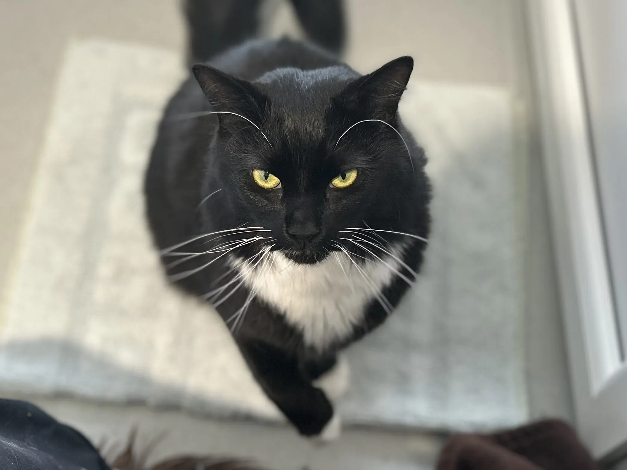 A black and white cat with striking yellow eyes sits on a light-coloured mat, looking up towards the camera with a serious expression.