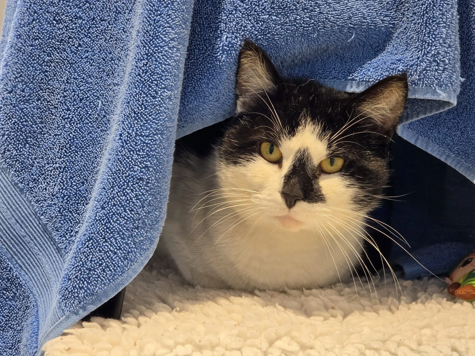 A black and white cat with yellow eyes lies under a blue towel, resting on a soft white blanket. The cat looks directly at the camera from its cosy spot.