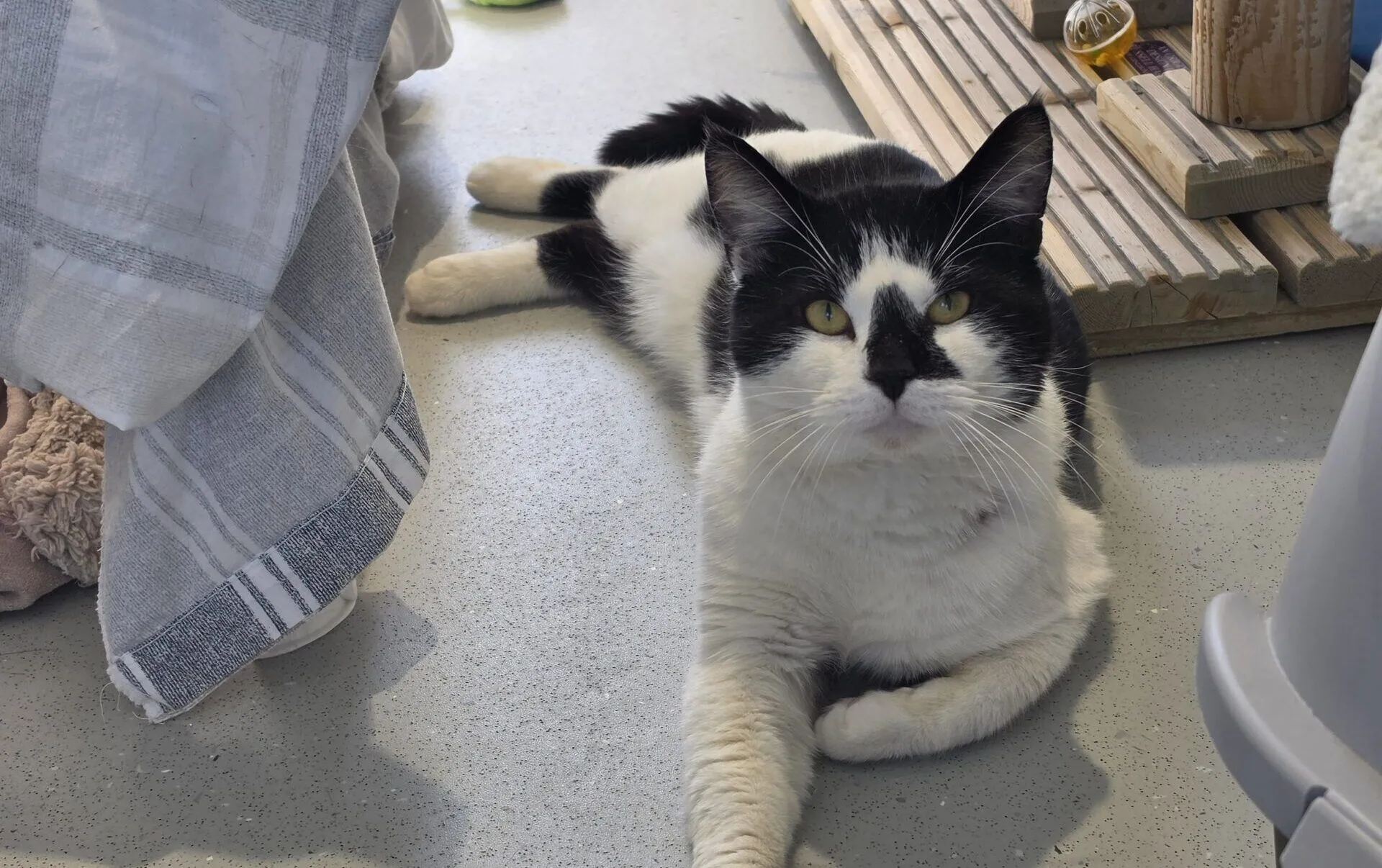 A black and white cat lies relaxed on a light grey floor near a towel, a tennis ball, and a wooden cat tree. The cat is looking directly at the camera with one paw stretched forward.
