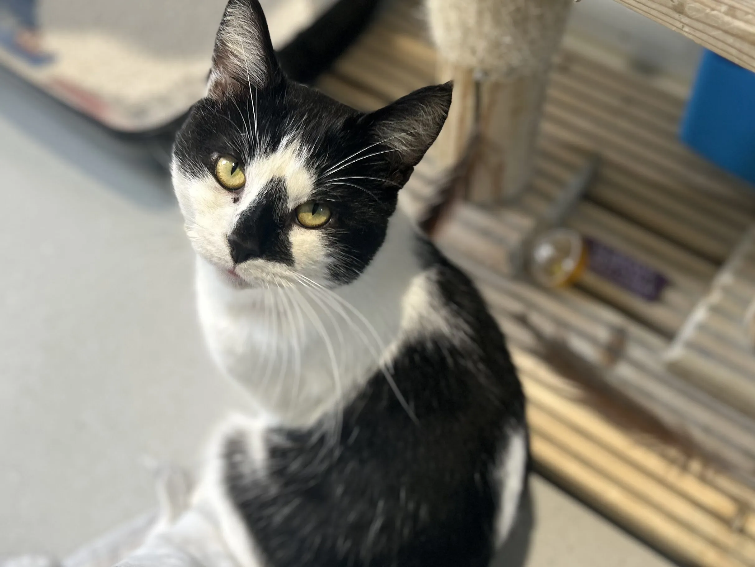 A black and white cat with yellow eyes sits on a light-coloured floor, looking up towards the camera. In the background are a scratching post, a blue container, and a carpeted area.