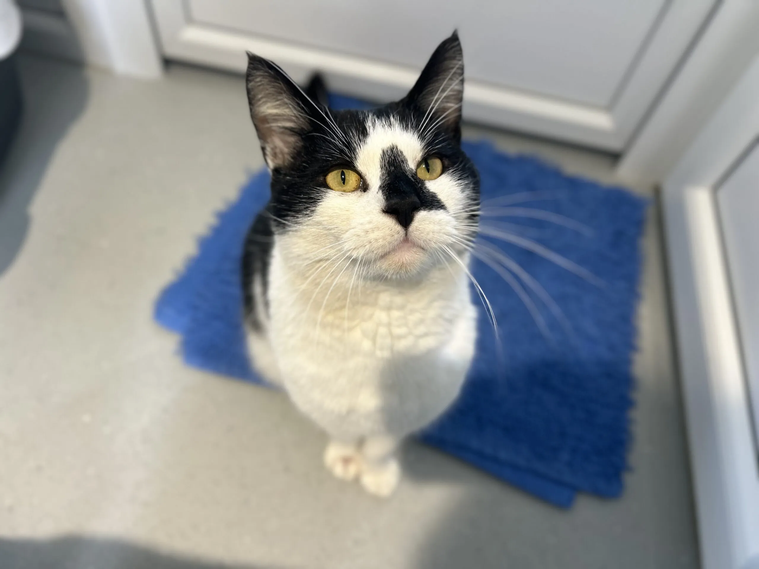 A black and white cat with yellow eyes sits on a blue mat, looking up. The cat has a distinct black marking on its nose and is in a brightly lit room with white cupboards and grey flooring.