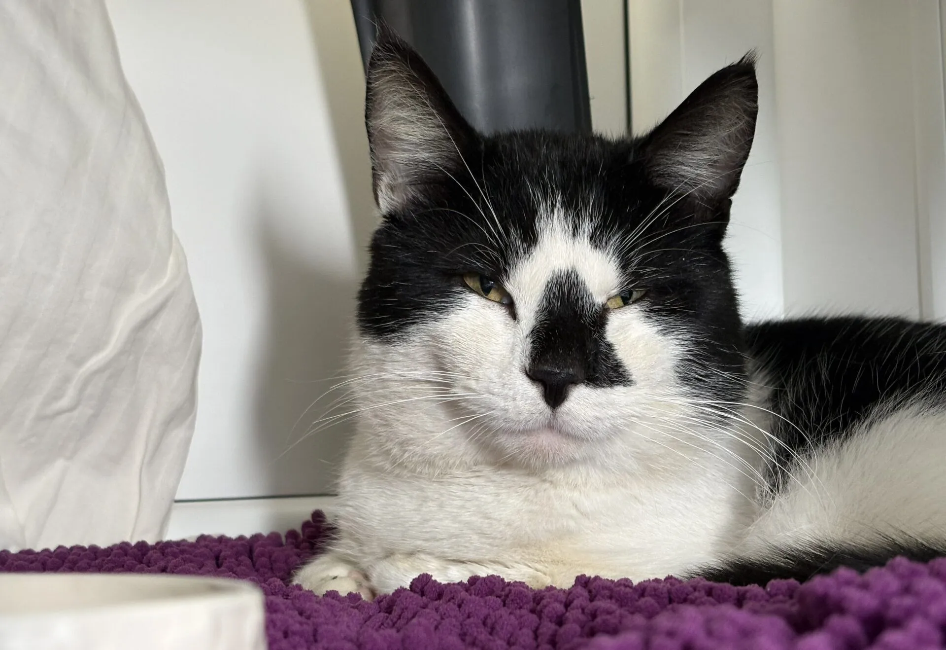 A black and white cat with half-closed eyes rests on a textured purple mat next to a white bowl, with white and black objects in the background.