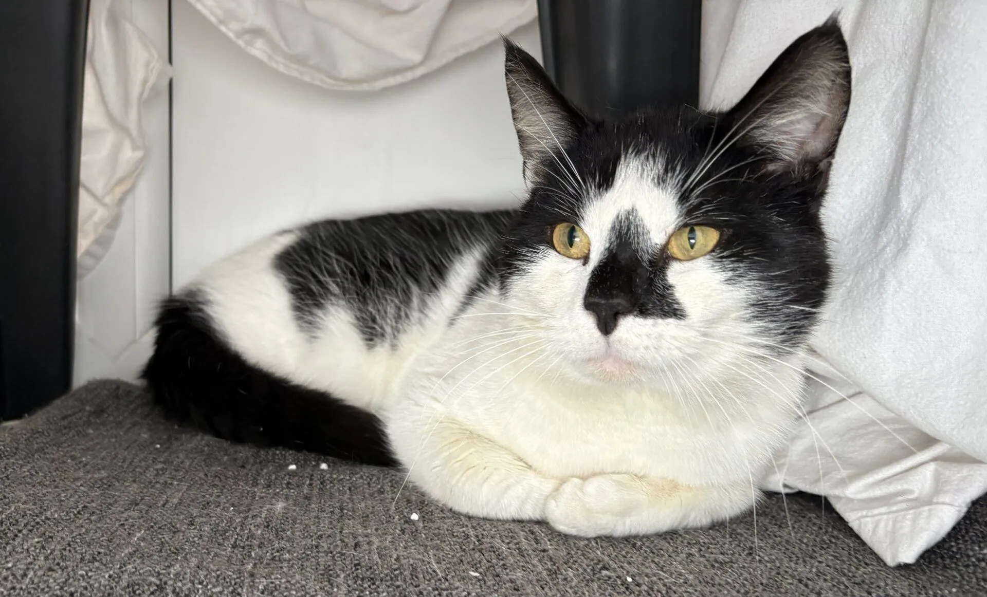 A black and white cat with yellow eyes lies on a grey fabric surface, paws tucked under its body, next to white curtains.