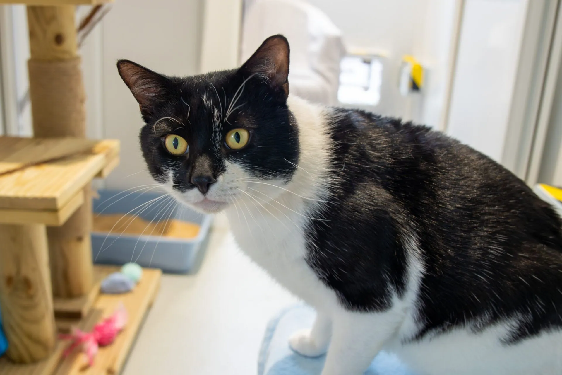 A black and white cat with yellow eyes looks towards the camera while standing indoors near a cat tree, toys, and a litter tray.