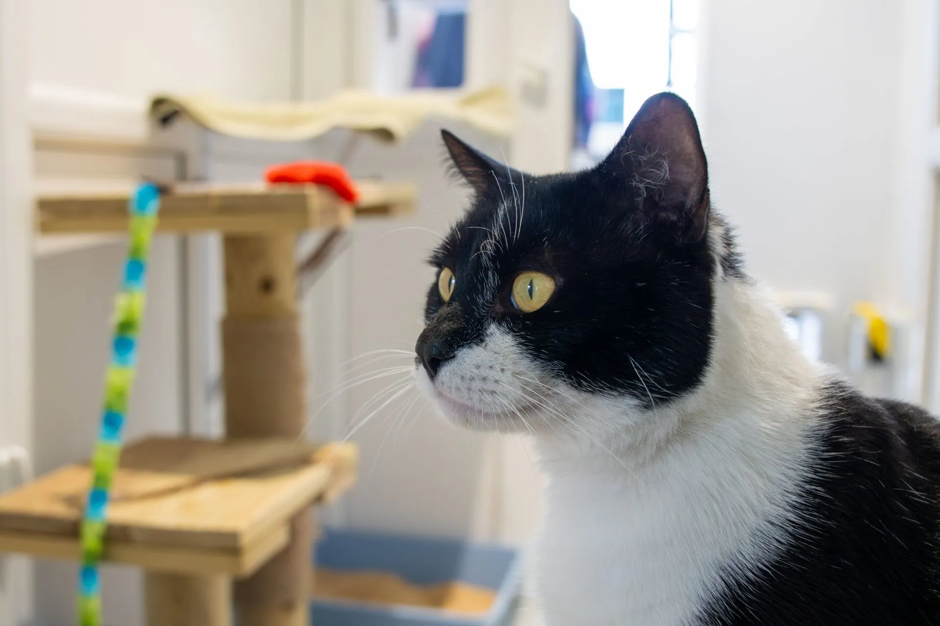 A black and white cat with yellow eyes sits indoors, looking to the right. In the background, there is a wooden cat tree with a colourful toy and a litter tray. The setting appears clean and well-lit.